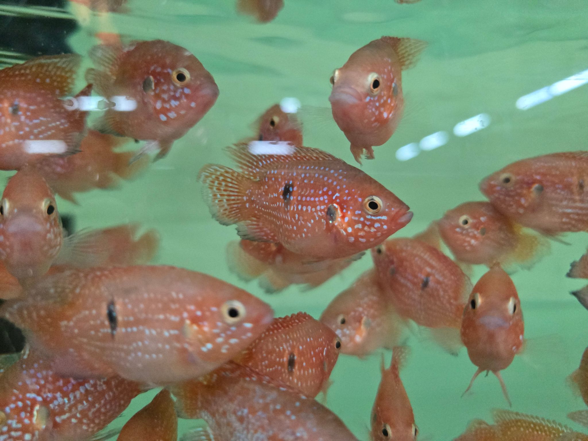 Balloon red jewel cichlid 5-6cm