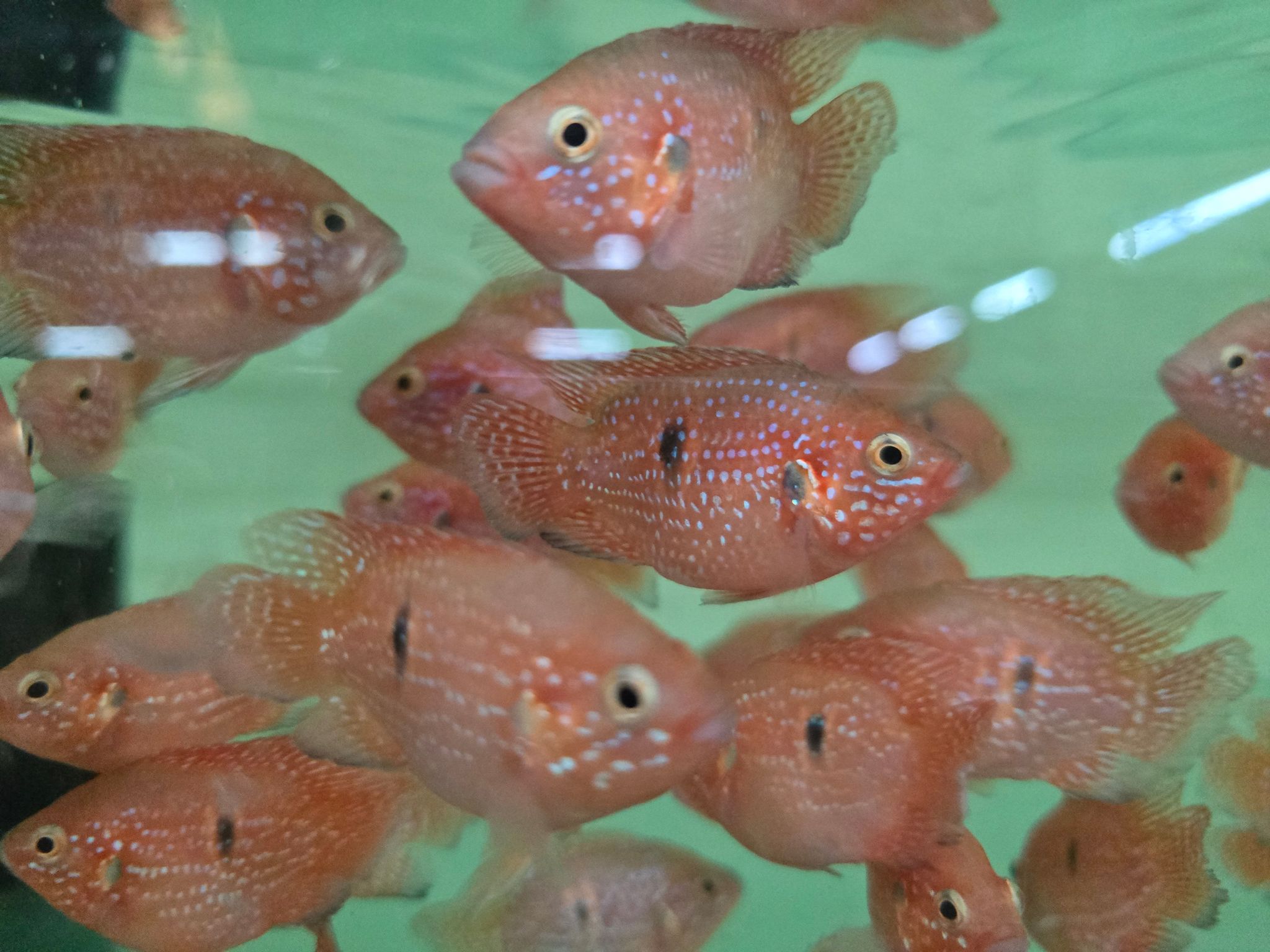 Balloon red jewel cichlid 5-6cm