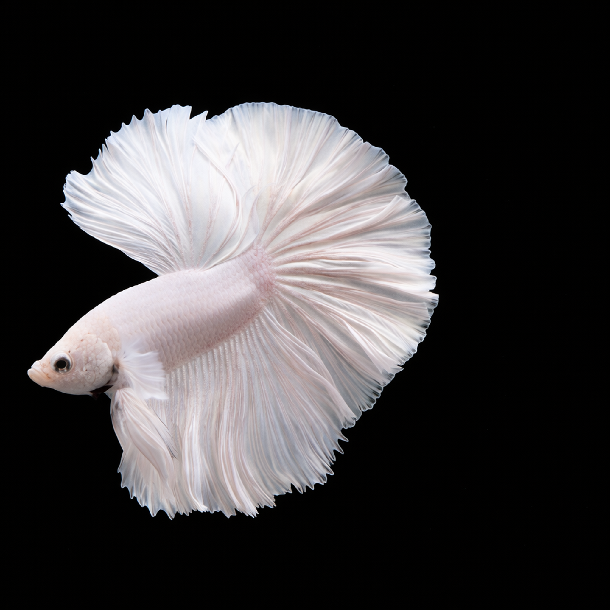 Betta male Halfmoon white 4cm