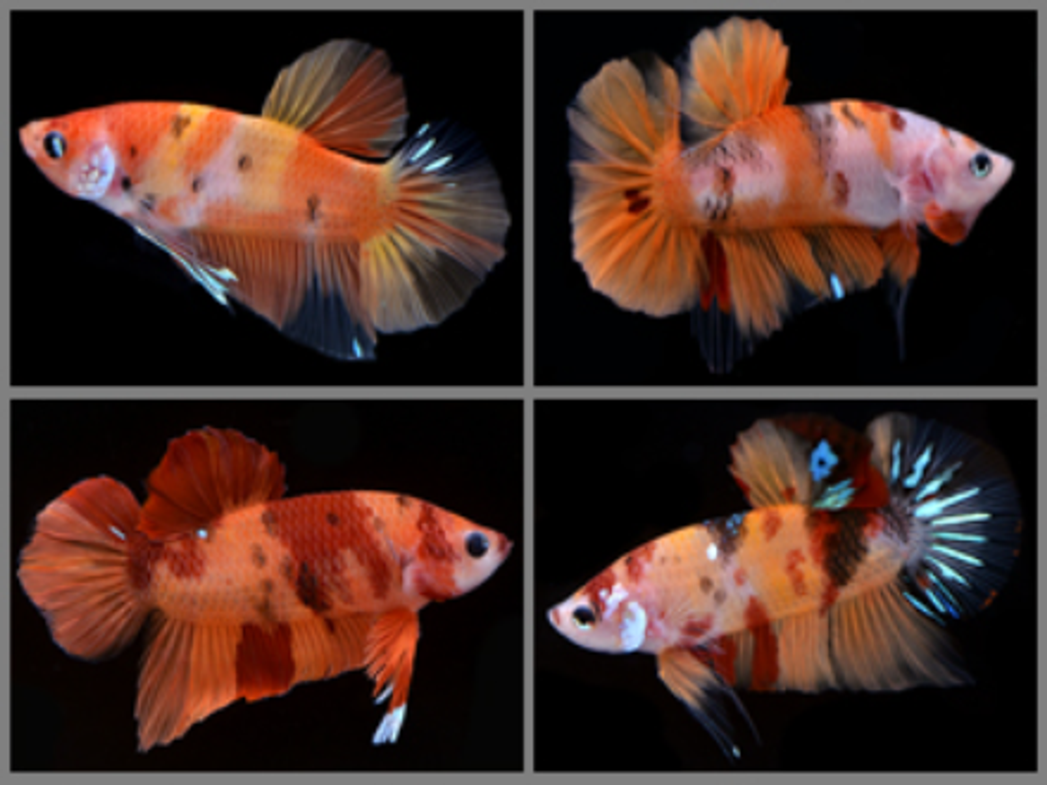 Betta plakat candy 4cm