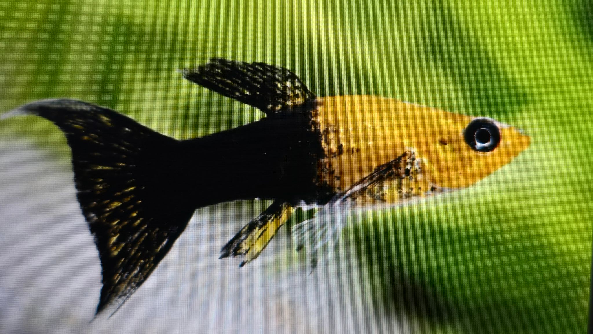 Black gold dust molly 3cm