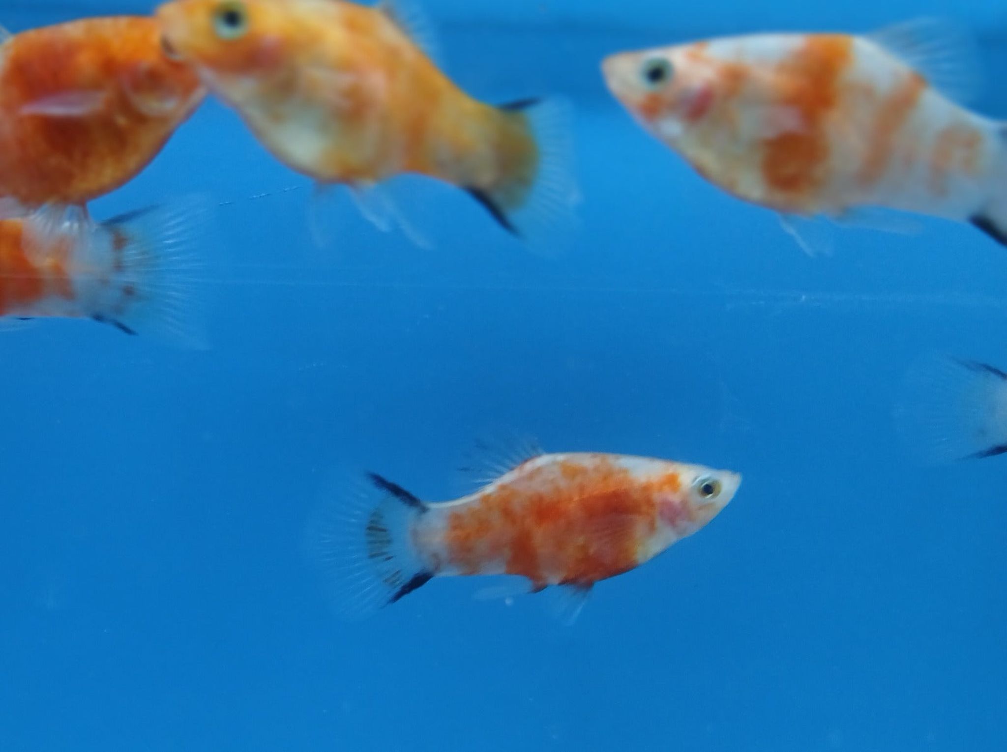 Red tiger Comet platy 3cm