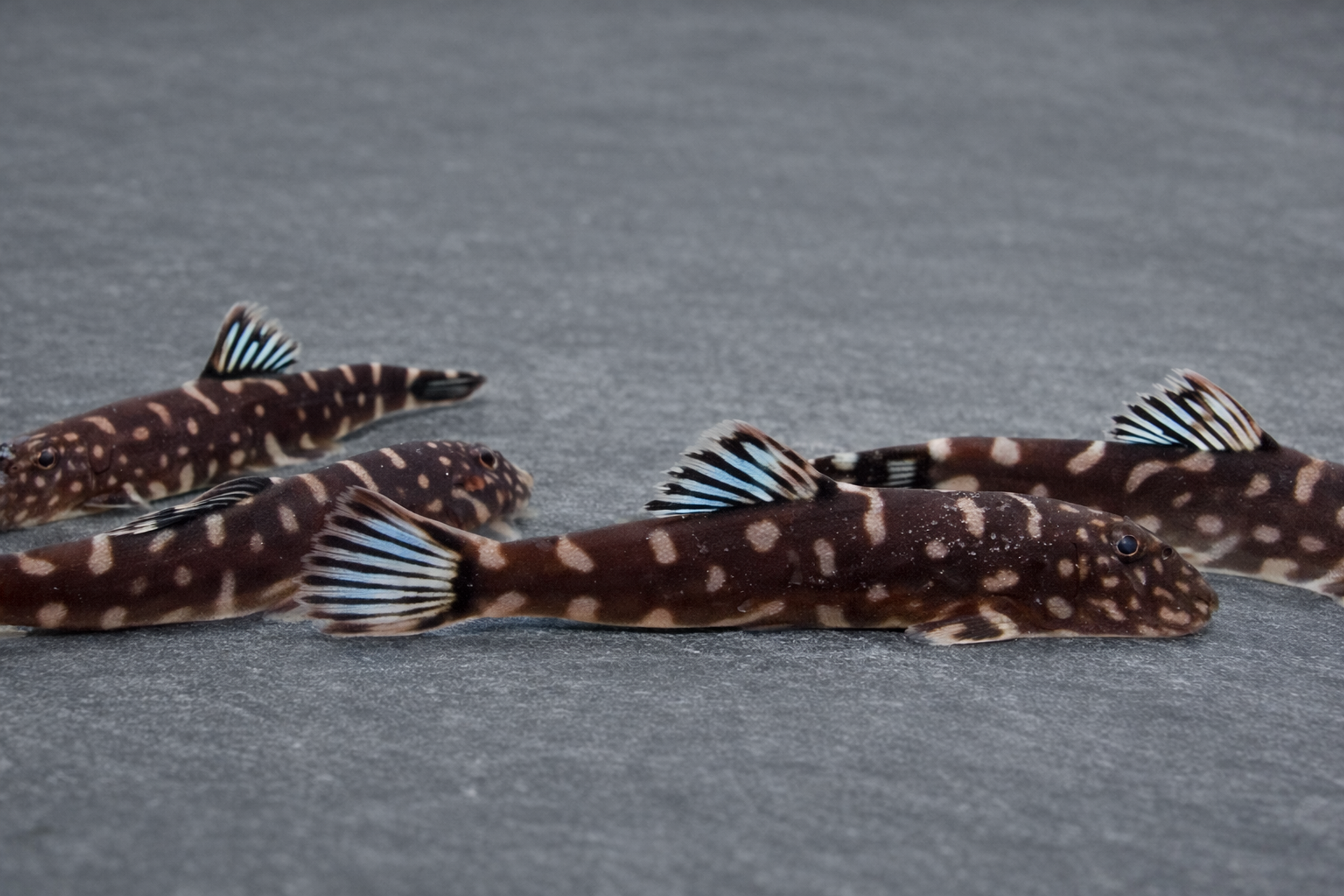 Blue fin borneo sucker 3-4cm