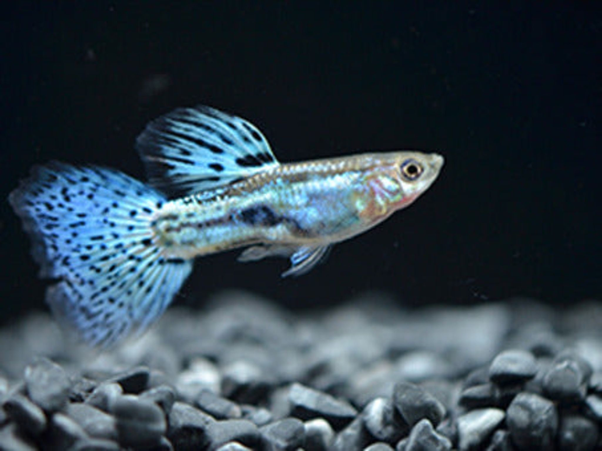 Blue grass Guppy 2.5cm Pair