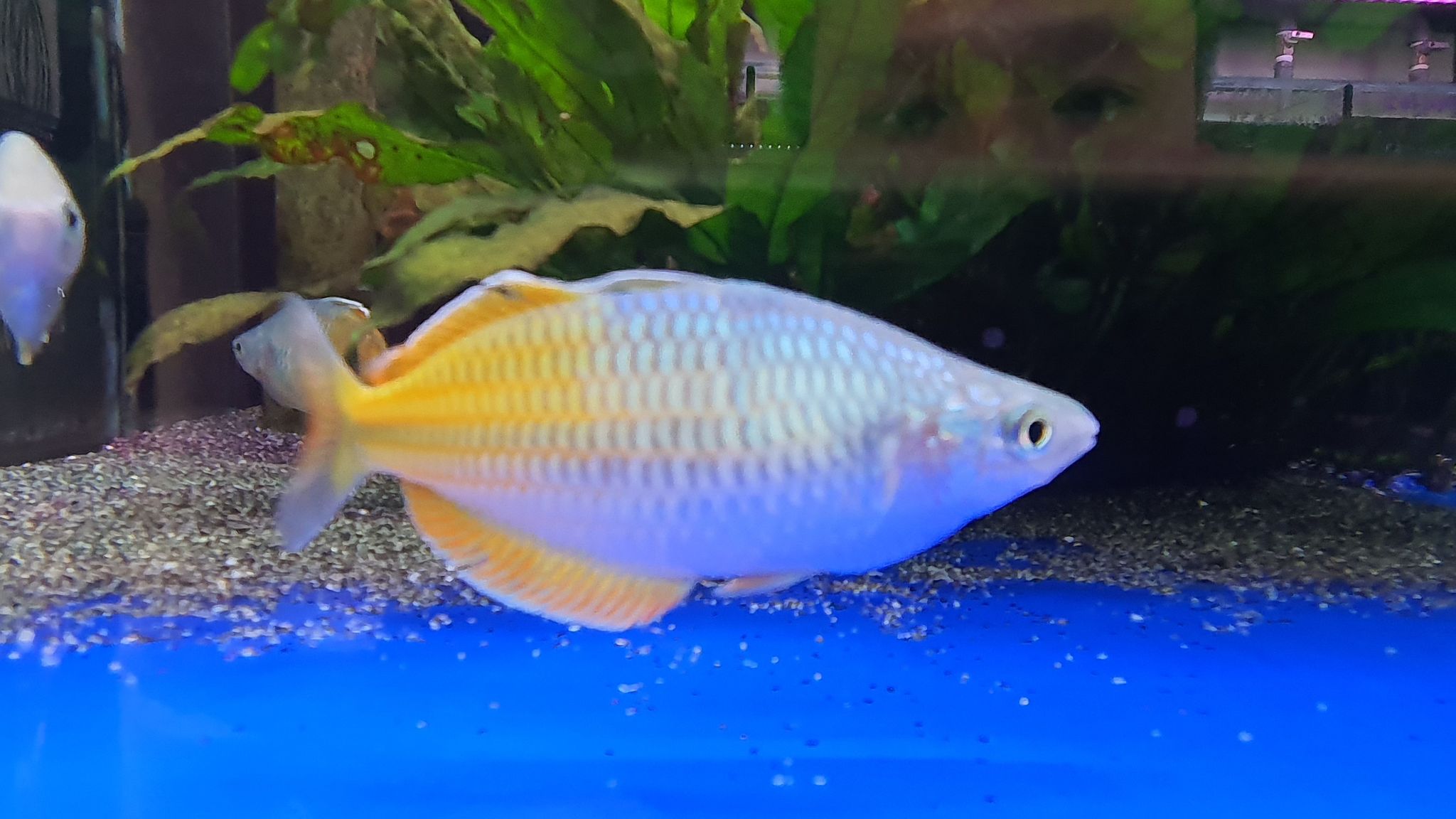 Boosemani rainbow XL 6-7cm