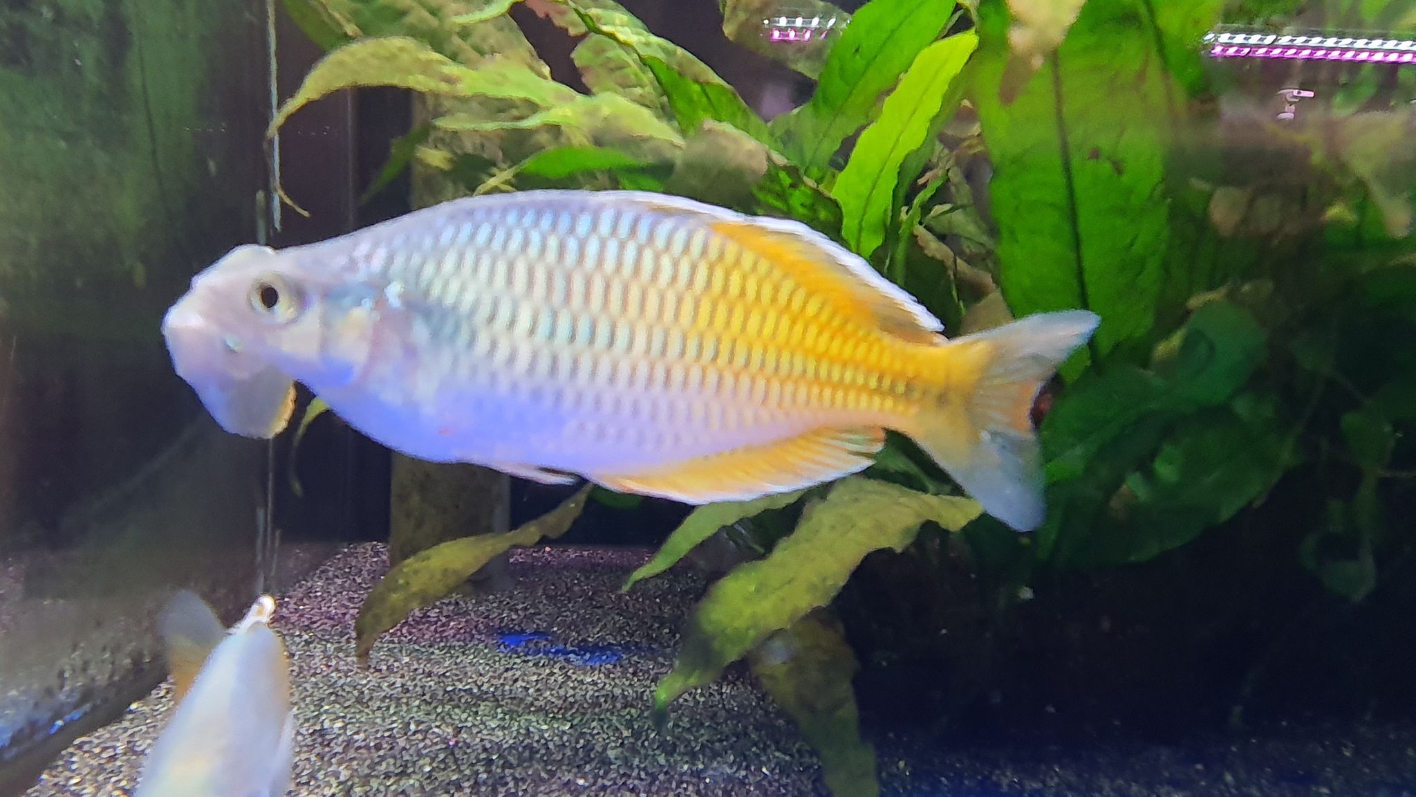 Boosemani rainbow XL 6-7cm