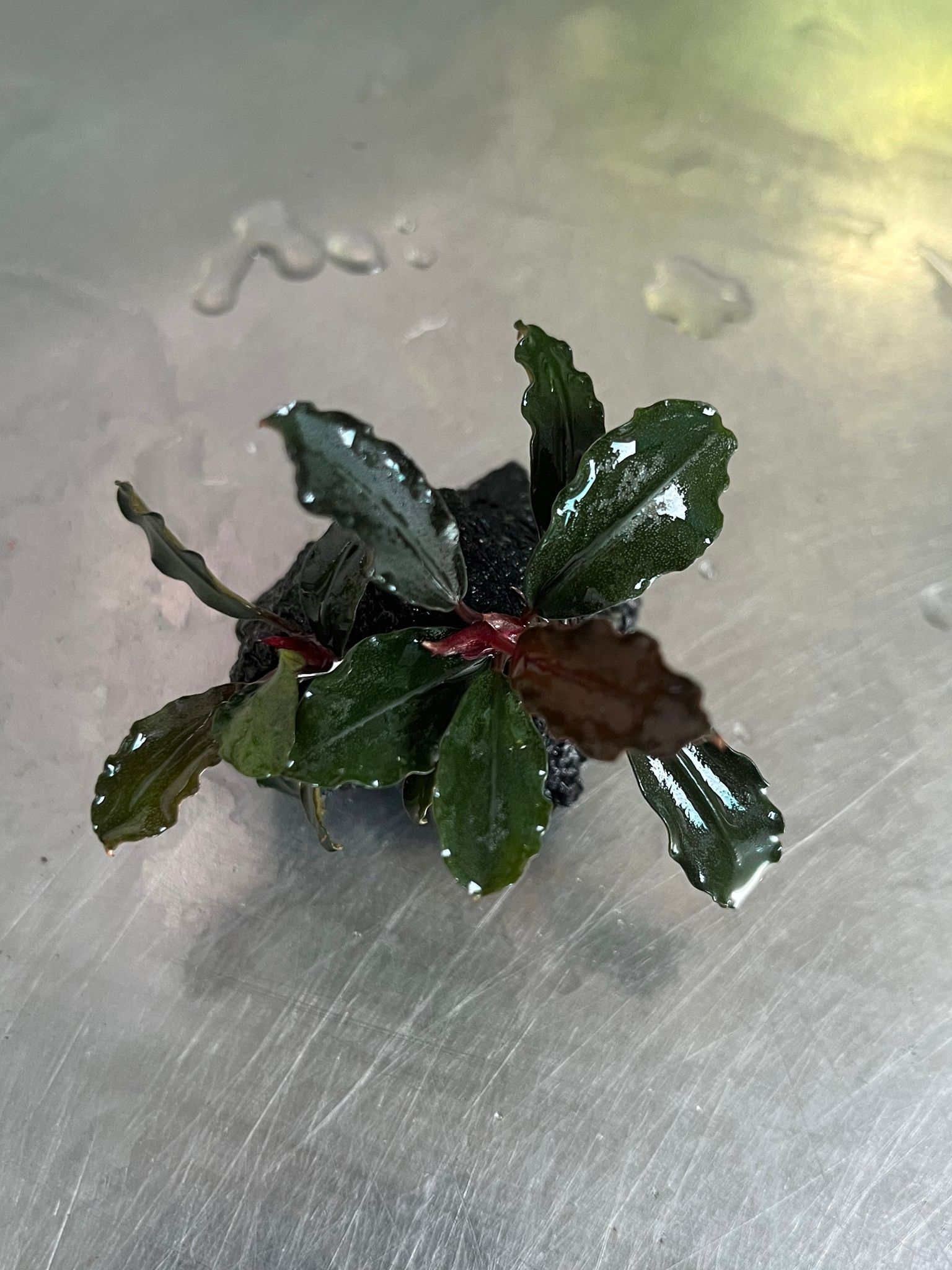 Bucephalandra Brownie Ghost Aquarium Plant: Easy Care, Vibrant, Low Light Aquatic Plant