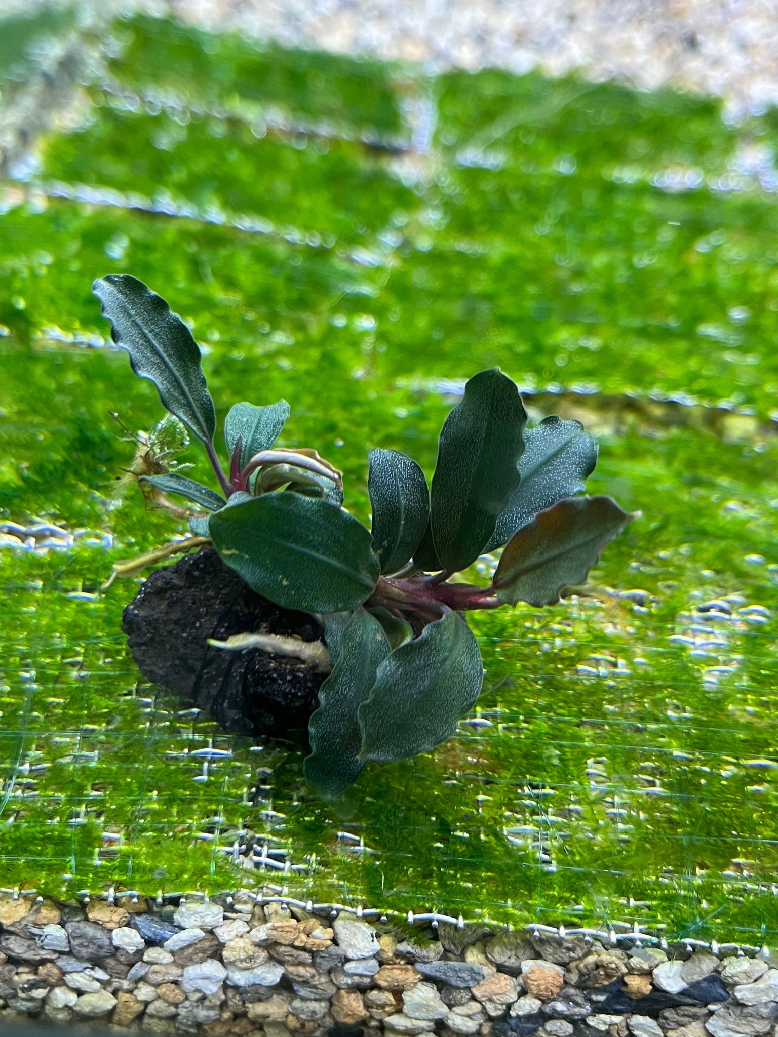 Bucephalandra Brownie Ghost Aquarium Plant: Easy Care, Vibrant, Low Light Aquatic Plant