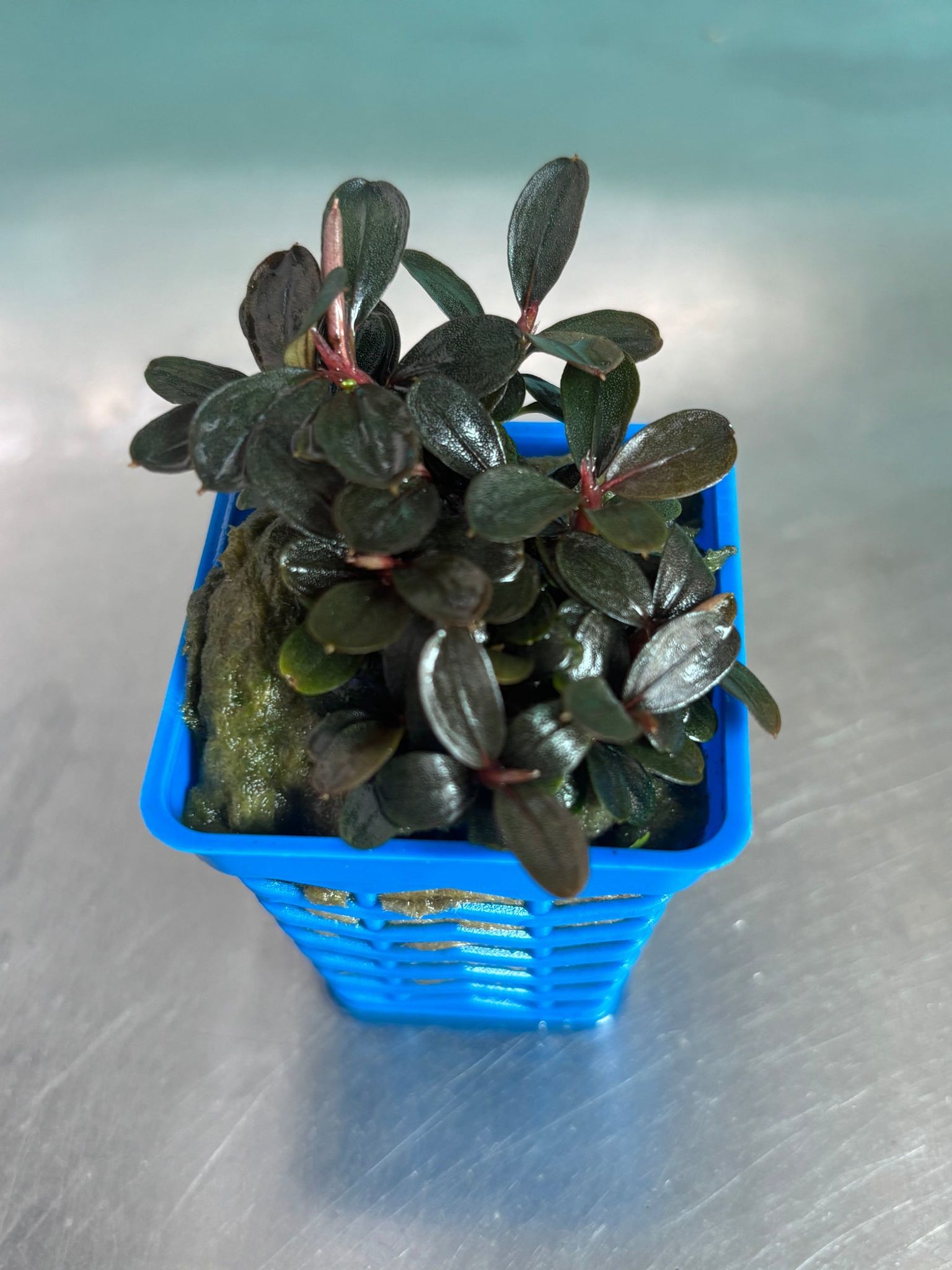 Bucephalandra Neo: Easy Low Light Aquatic Foreground Plant, No CO2 Needed