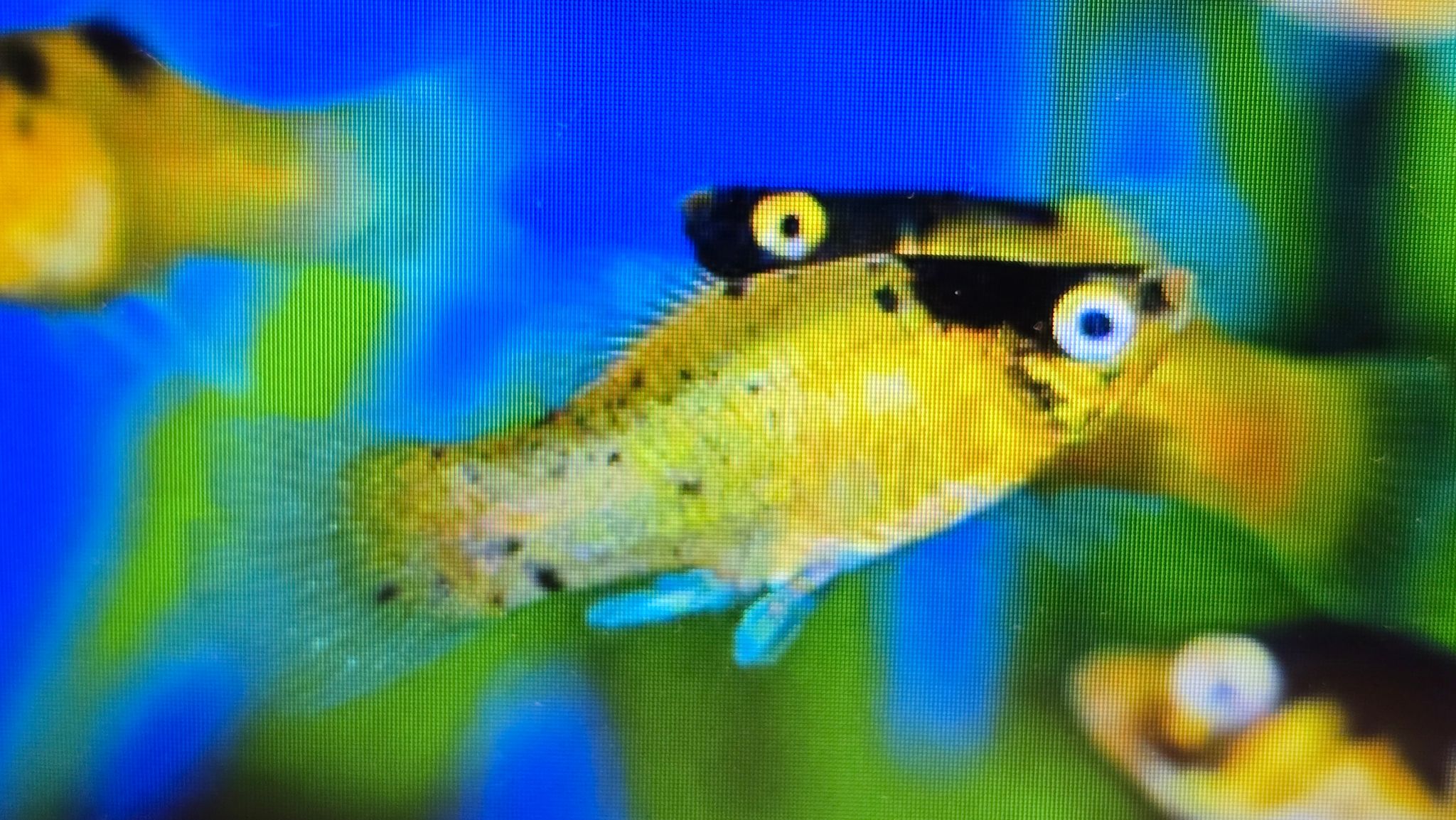 Bumblebee platy 3cm