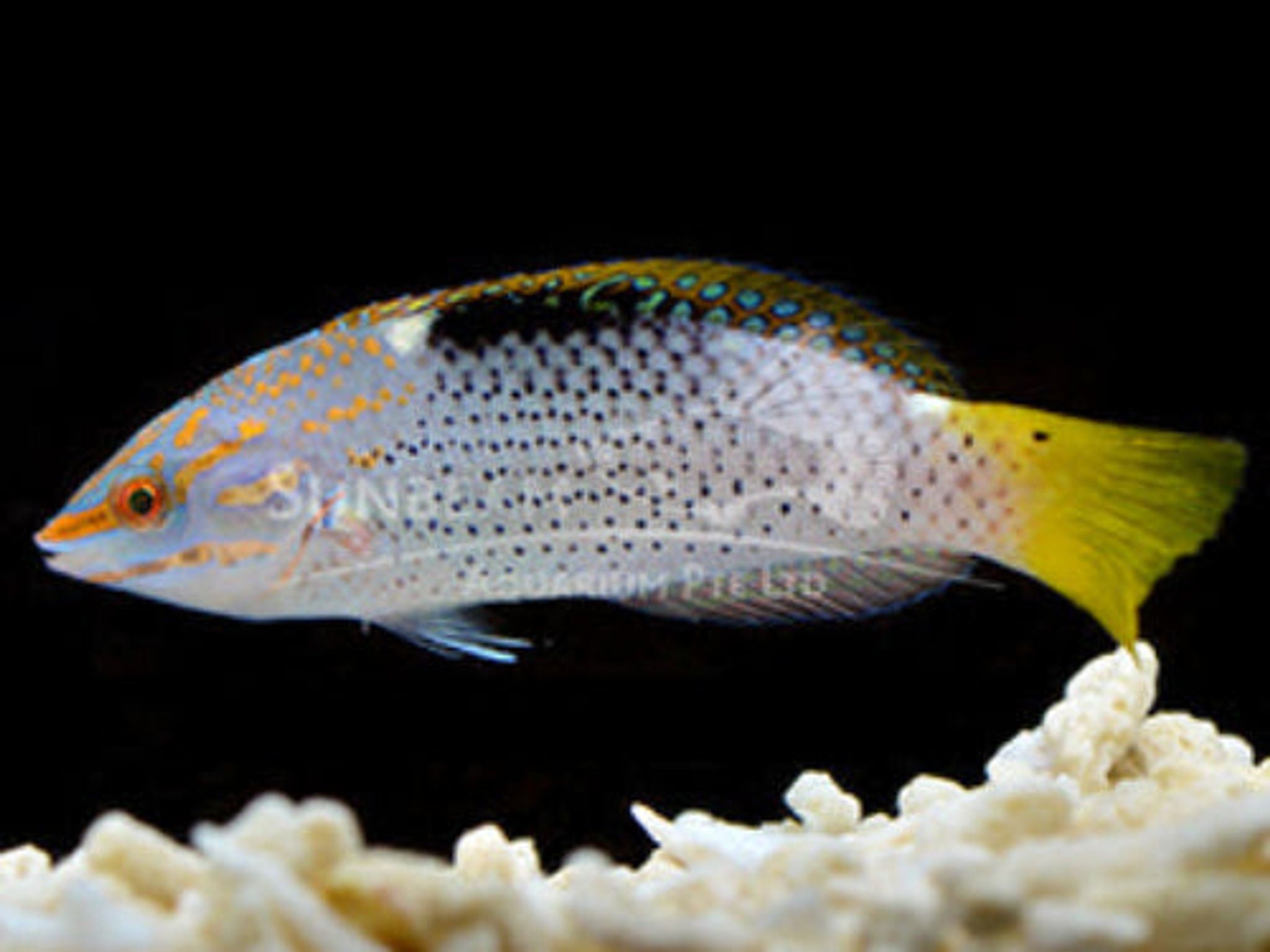 Checkboard wrasse Marine 5-10cm