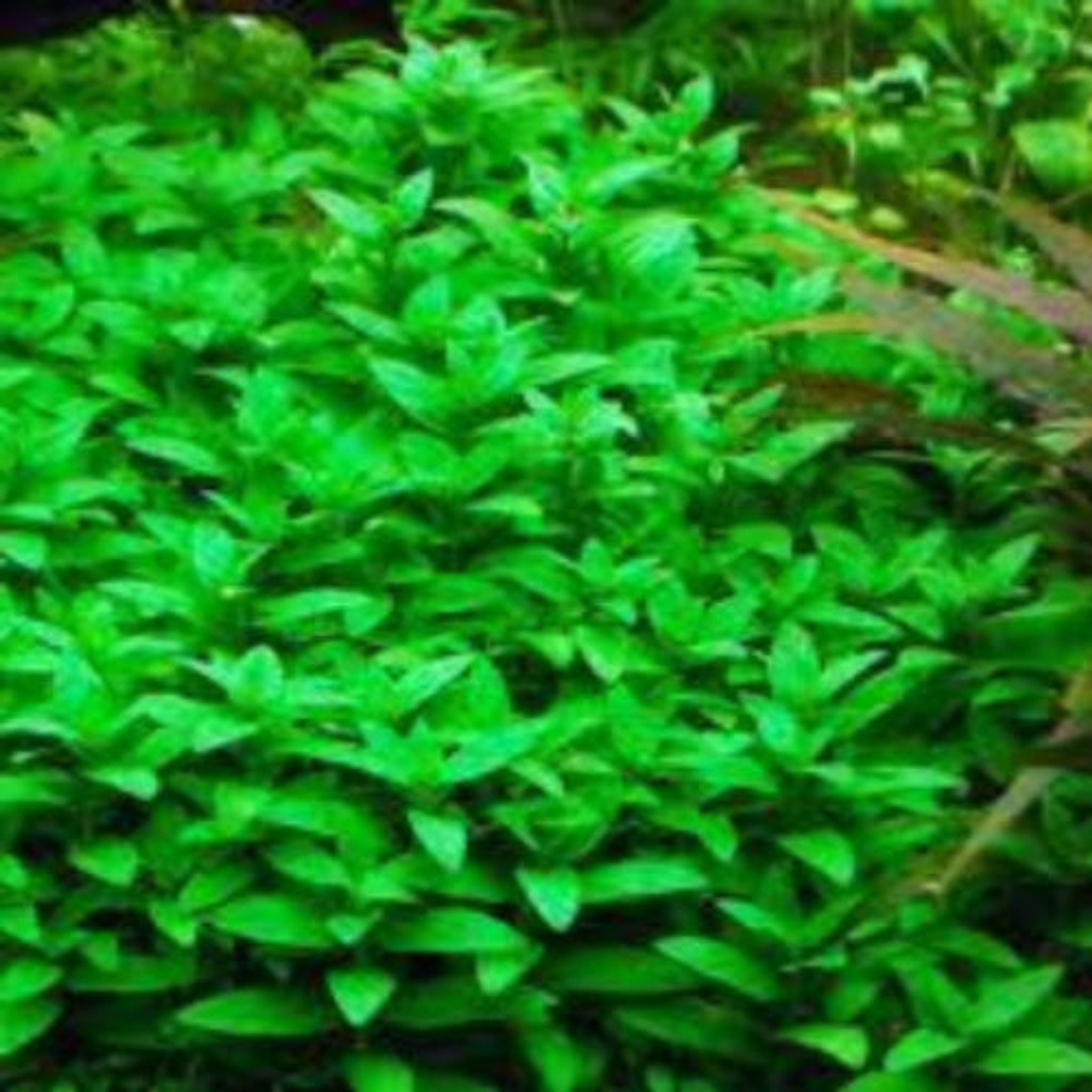 Best Tank Mates and Aquascaping Uses for Staurogyne Repens