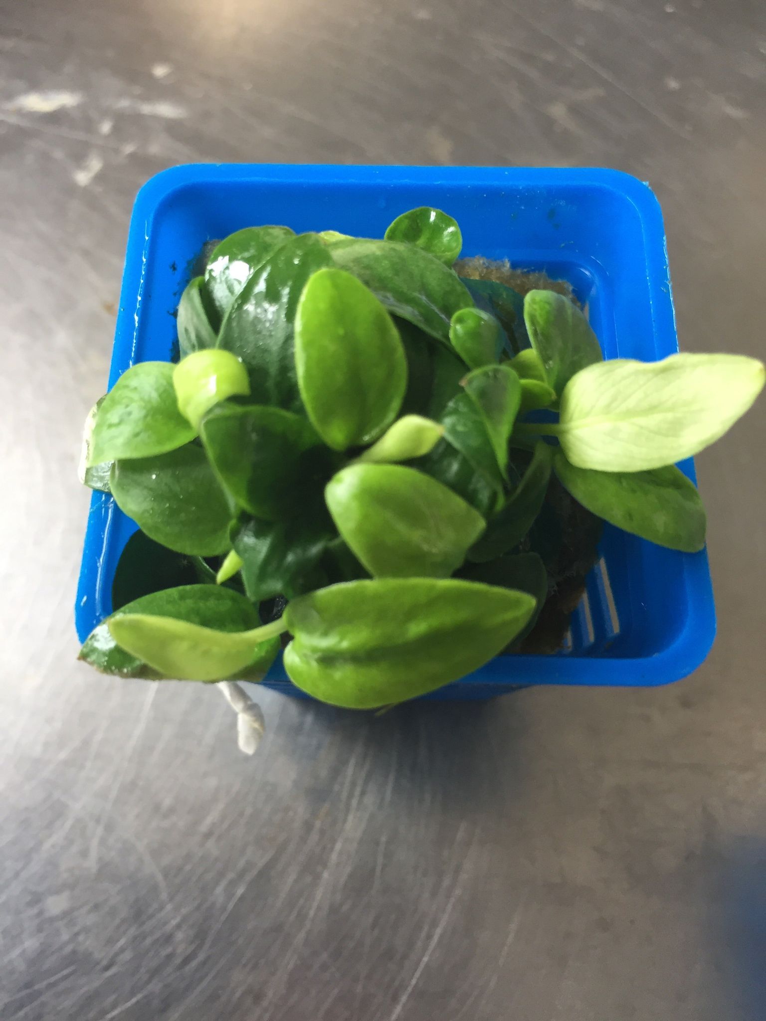 Dwarf Anubias Mini Golden Nana Live Aquarium Plant - Easy Low Light