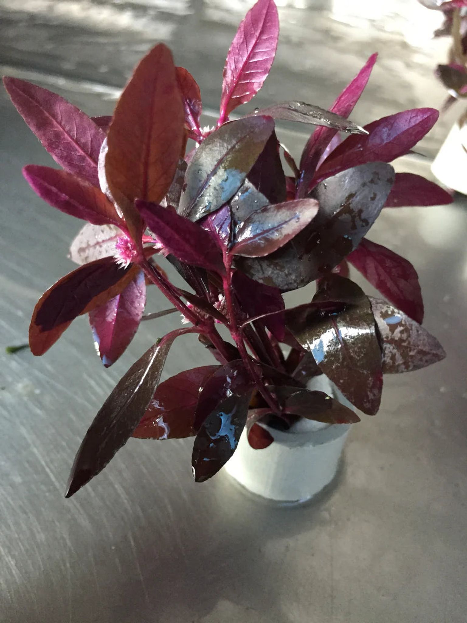 Easy Care Alternanthera Sessilis Live Aquarium Plant – Hardy Green Stem