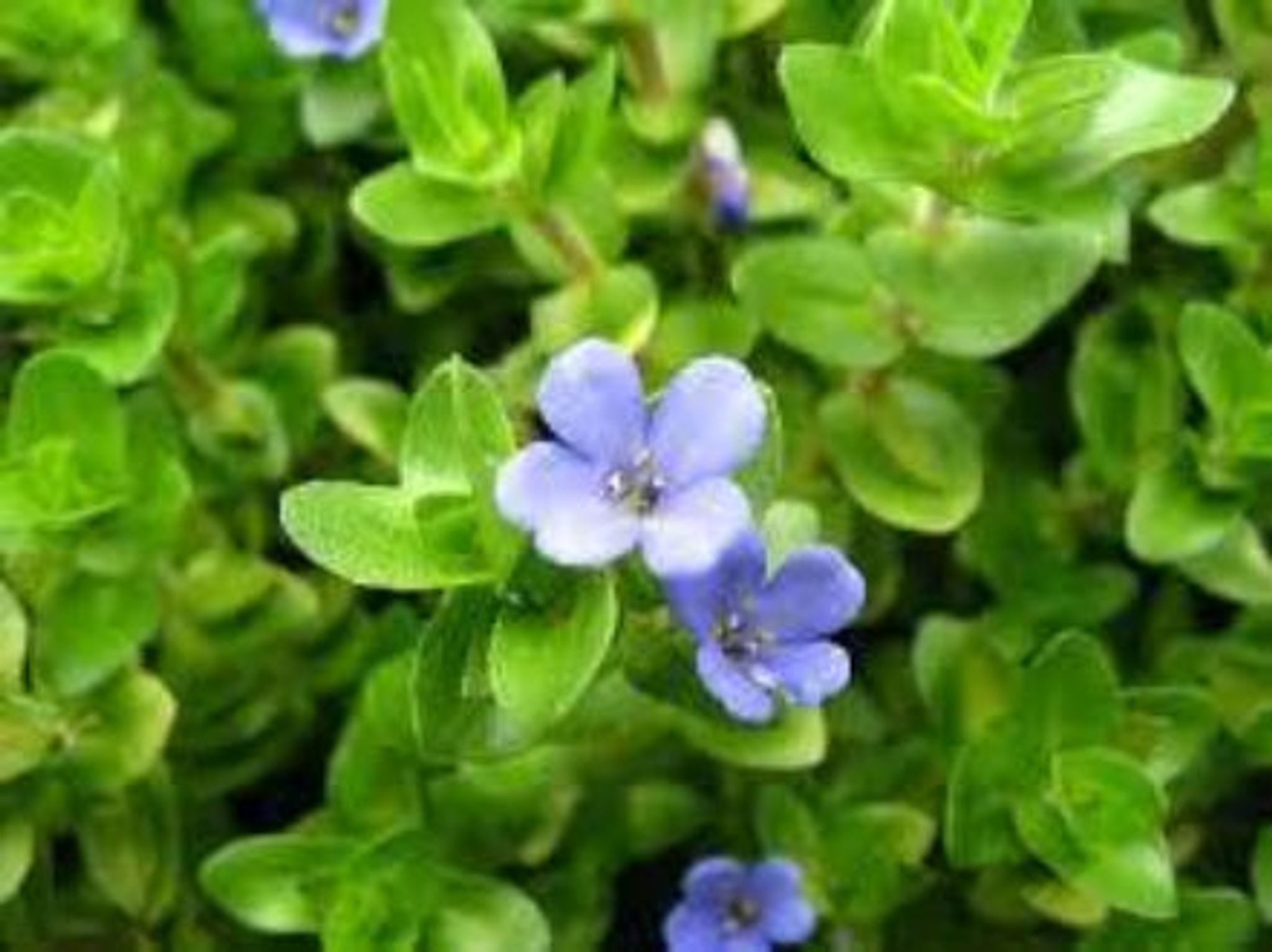 Best Tank Mates and Aquascaping Uses for Bacopa