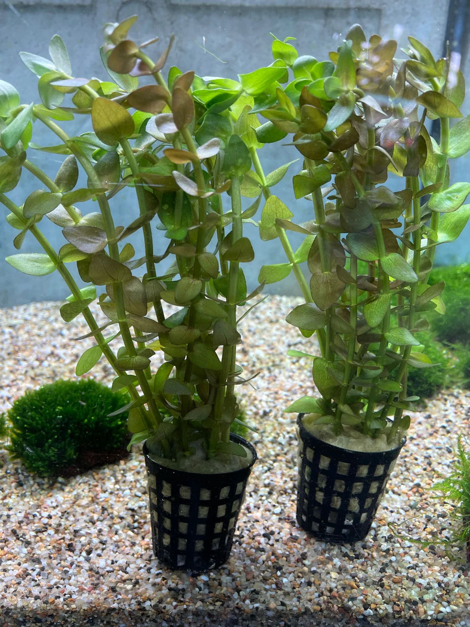 Easy Care Bacopa Caroliniana Live Aquarium Plant – Hardy Green Stem