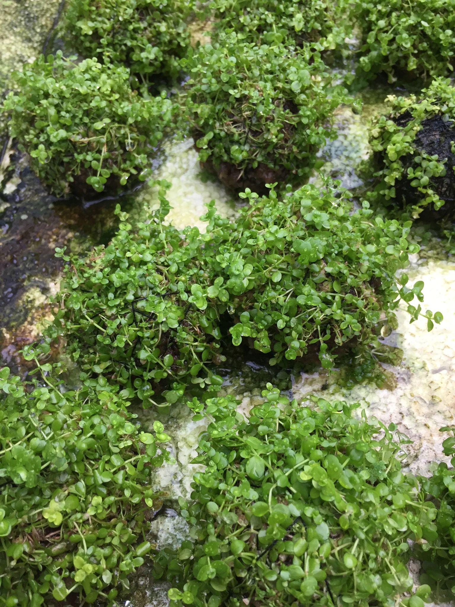 Easy Care Monte Carlo Wabikusa Foreground Live Aquarium Plant