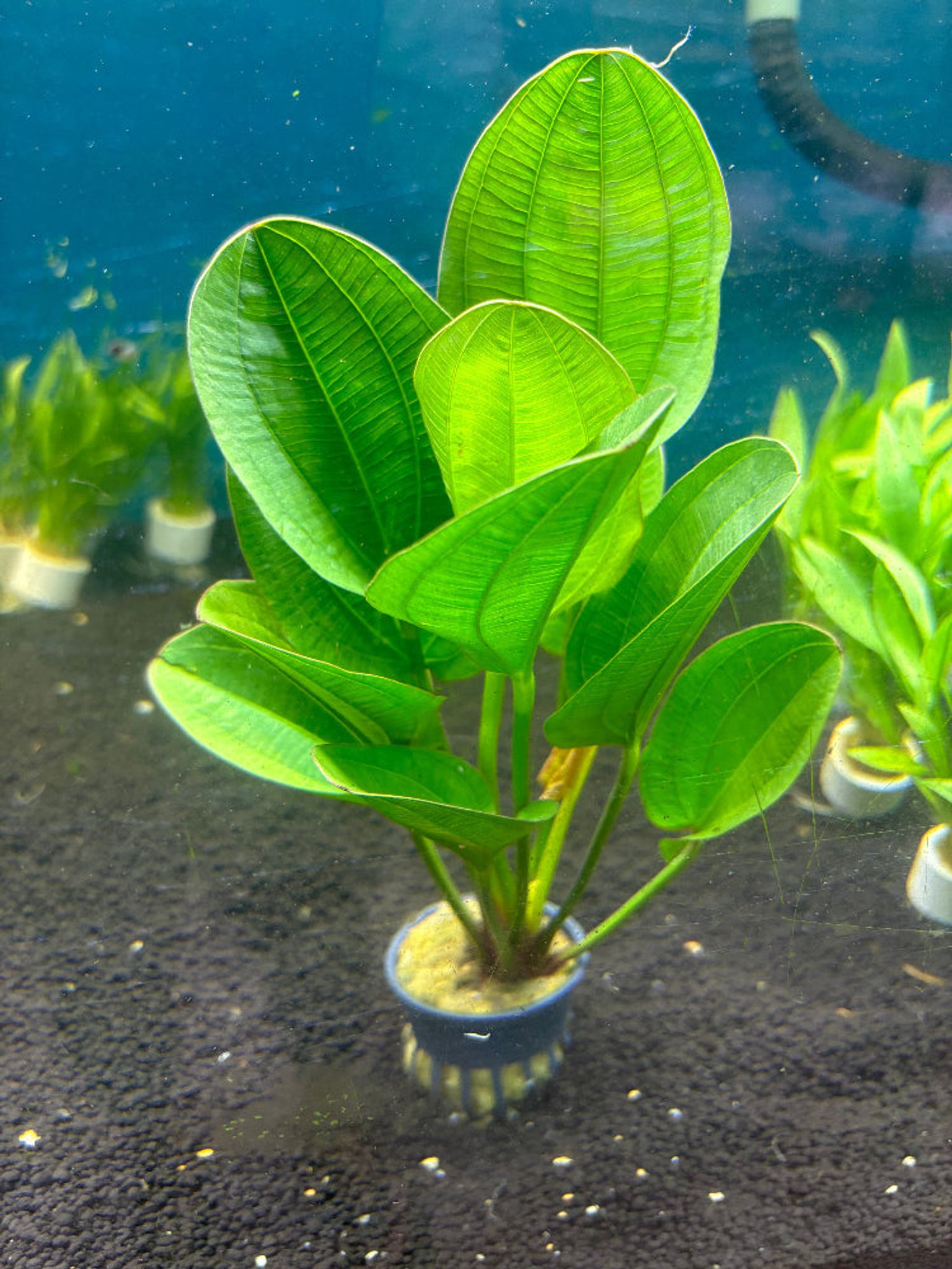 Echinodorus 'Klenier Bar' Live Aquatic Plant for Vibrant Freshwater Aquariums