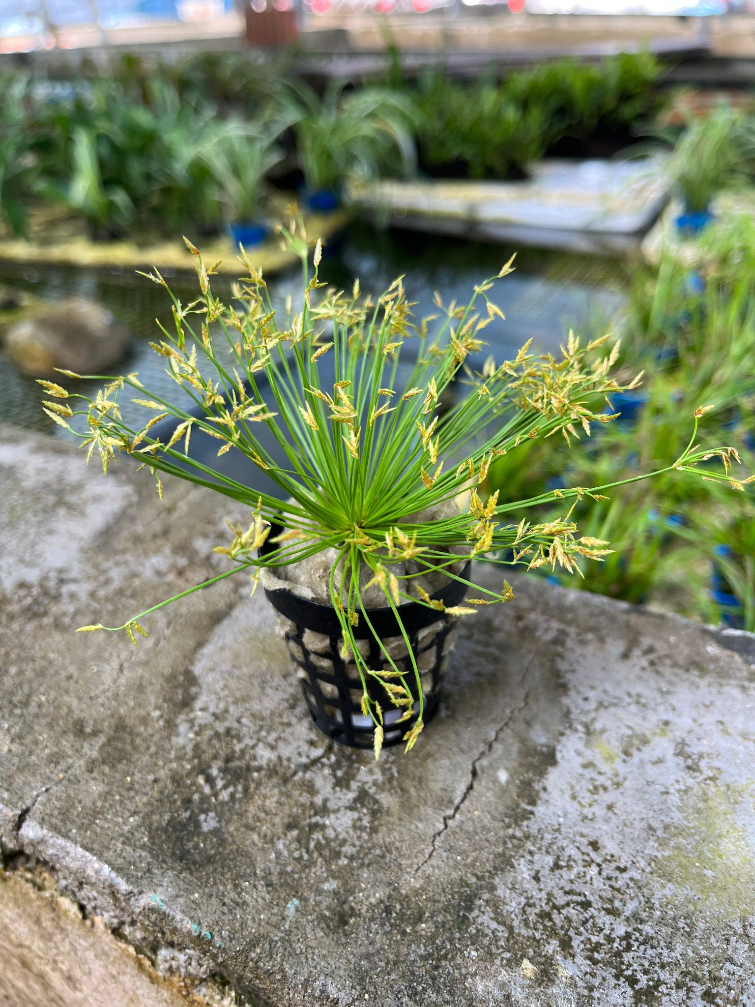 Elegant Dwarf Umbrella Sedge Aquatic Plant for Vibrant Aquarium & Pond Decor
