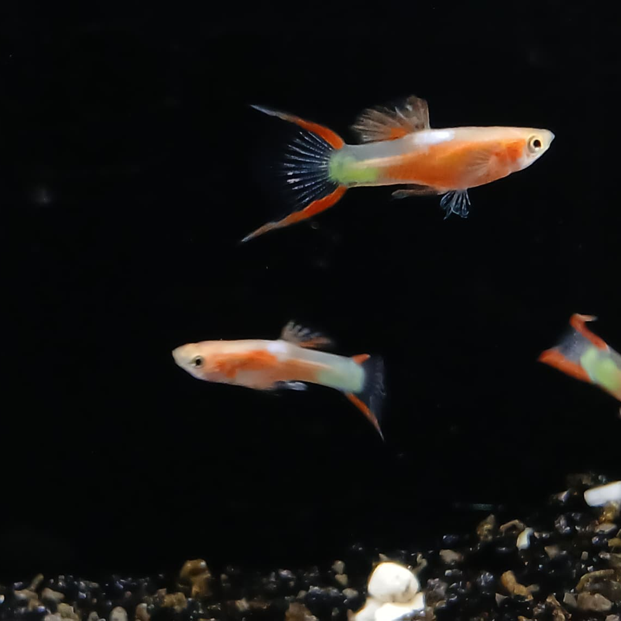 Endler guppy male red chest 2cm