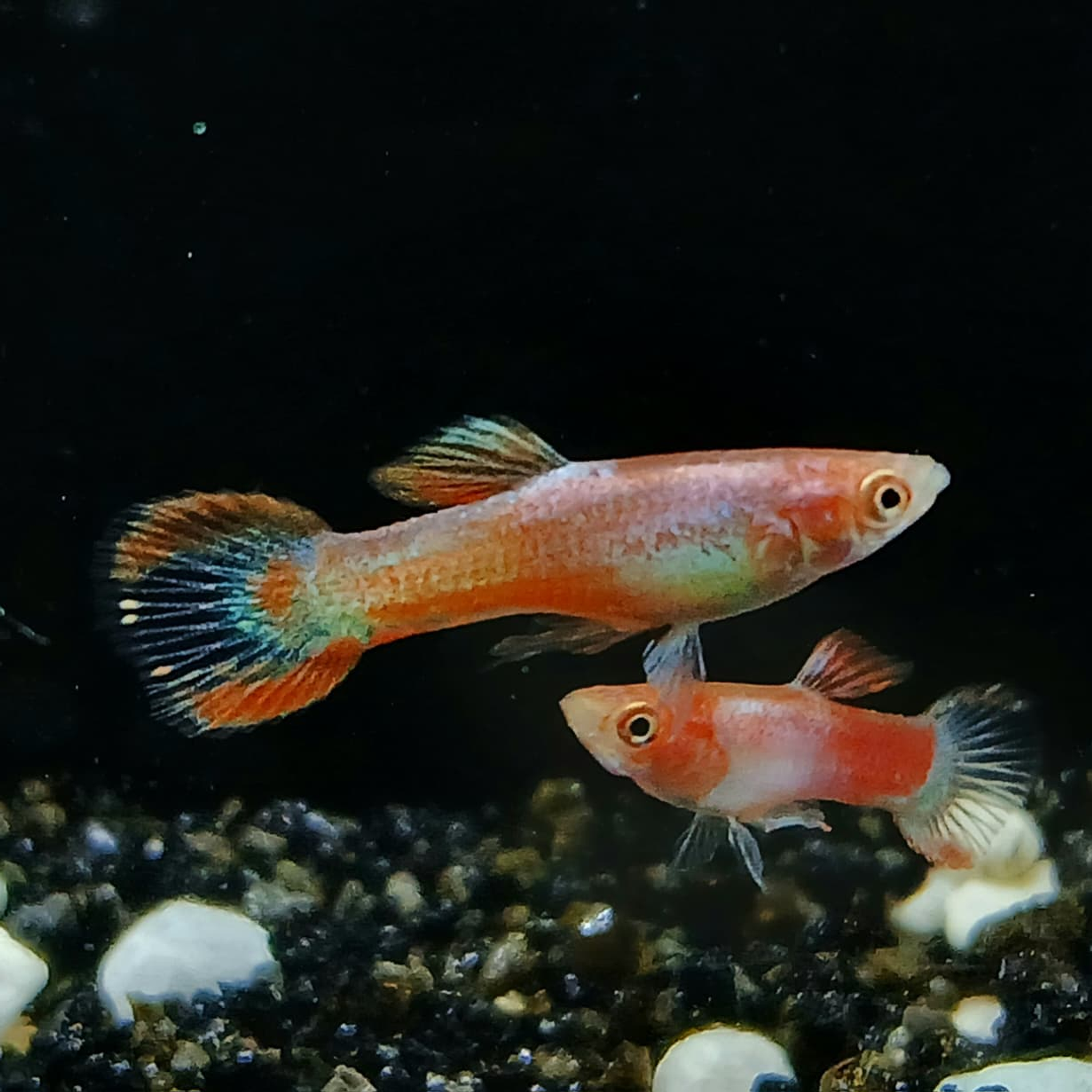 Endler guppy male Pink Panther 2cm