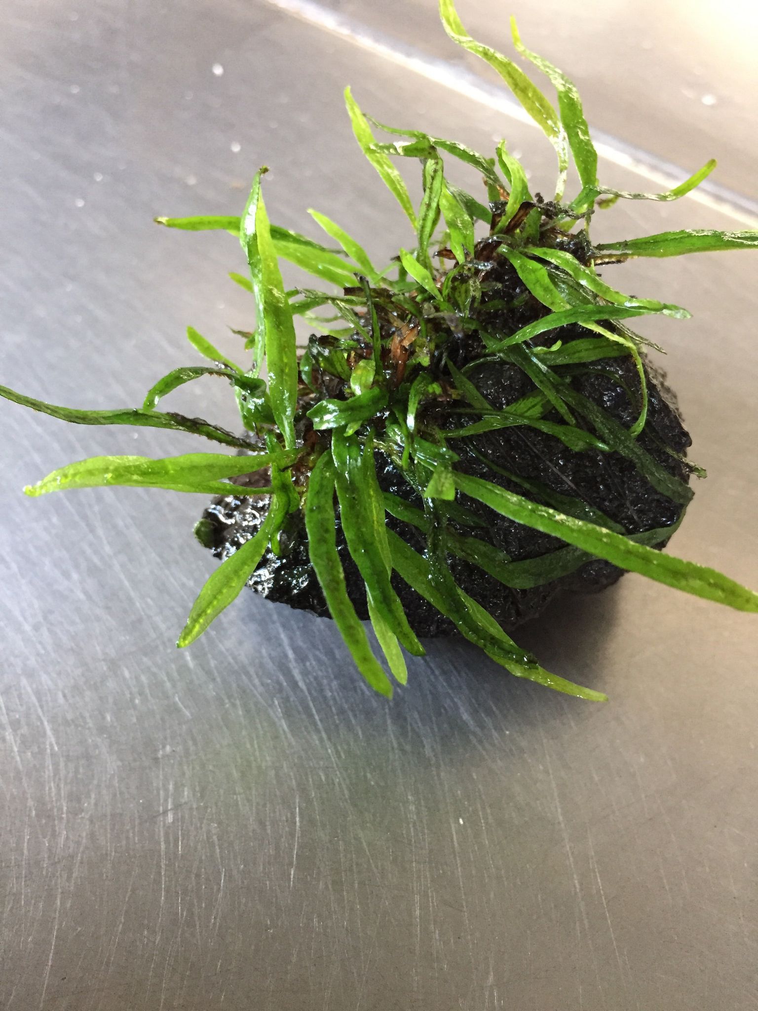 Exquisite Needle Leaf Fern Live Aquarium Plant - Easy Care Aquatic Decor