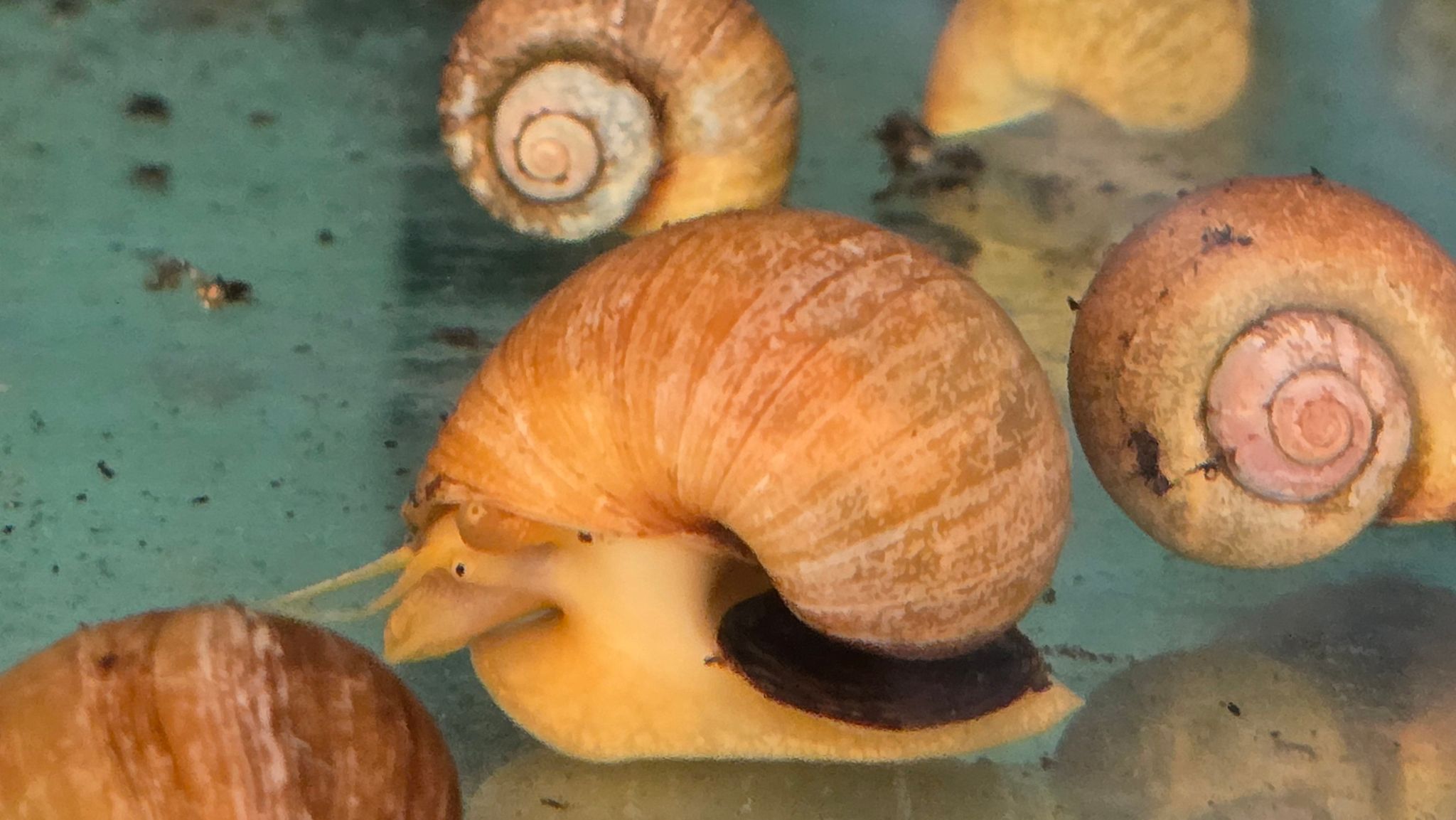 Golden apple snail 3-4cm
