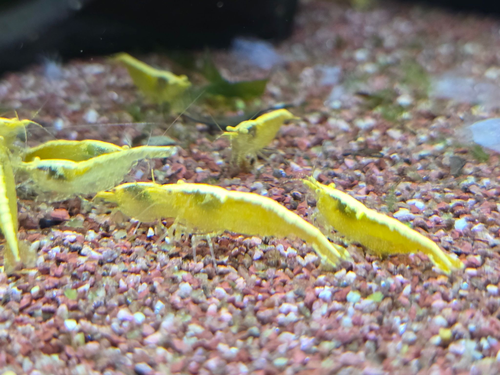 Golden eye Golden back shrimp