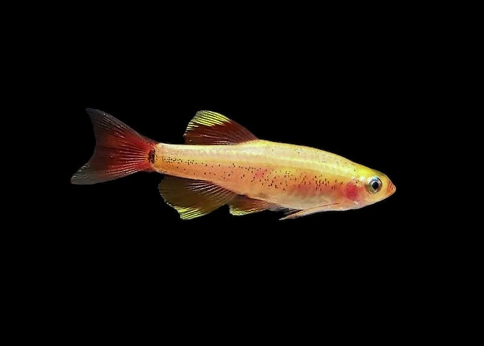 Golden white cloud mountain minnow 2.5cm