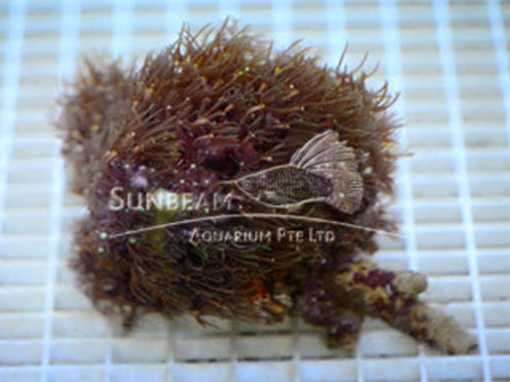 Green Star Polyps Care Guide: Lighting, Flow, Feeding and Placement