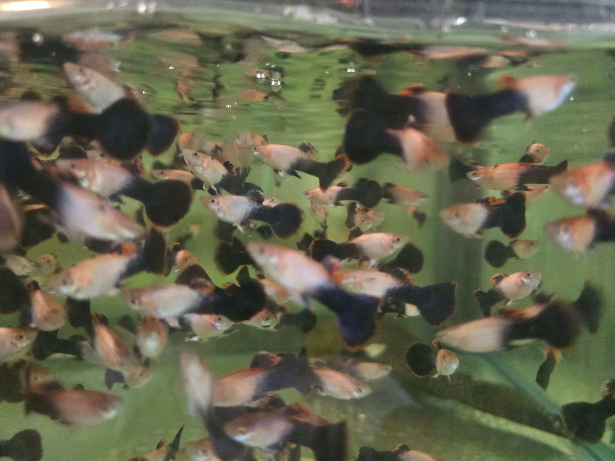 Guppy male pink tuxedo 3cm