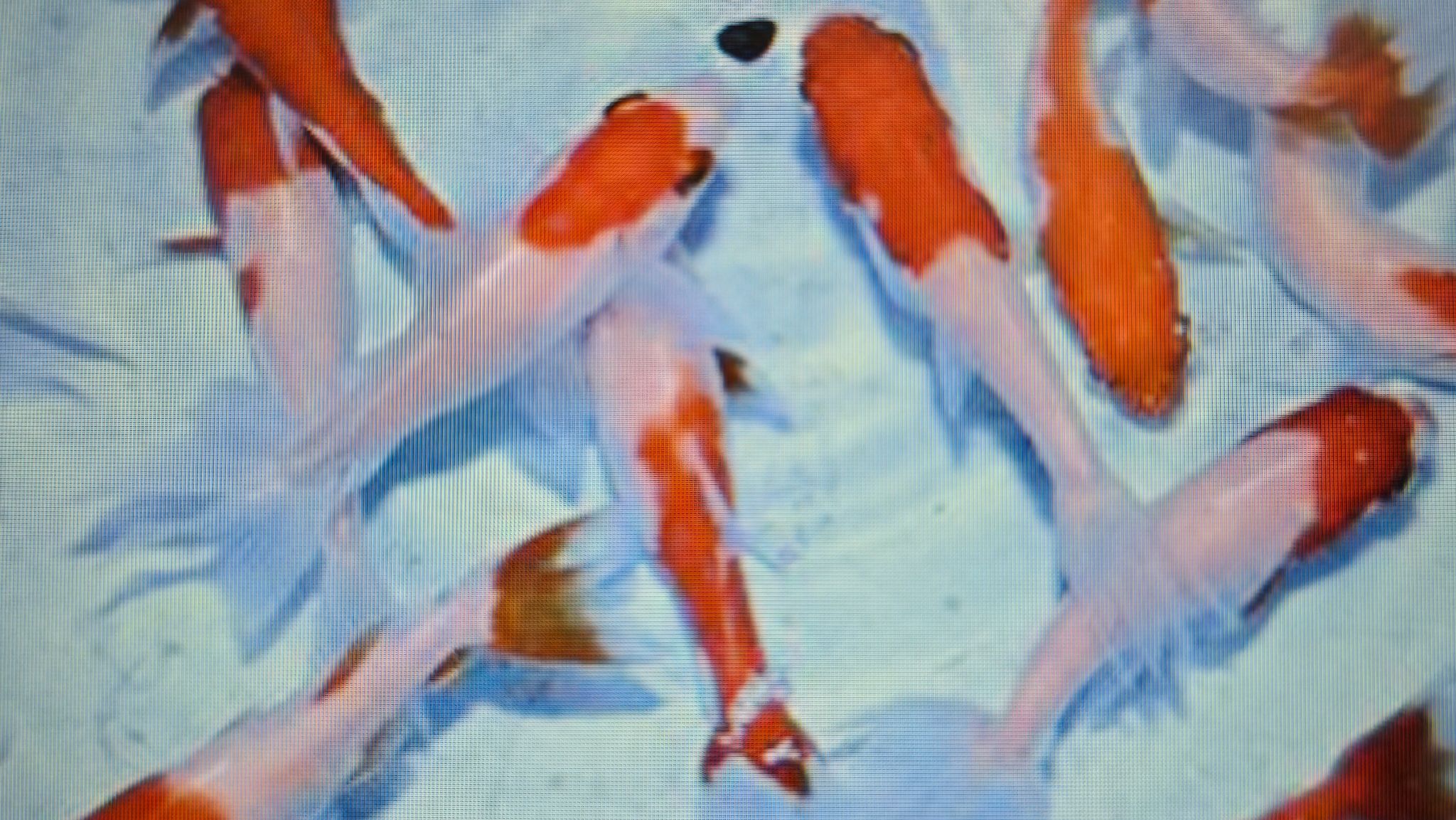 Hoe kim goldfish 7-8cm