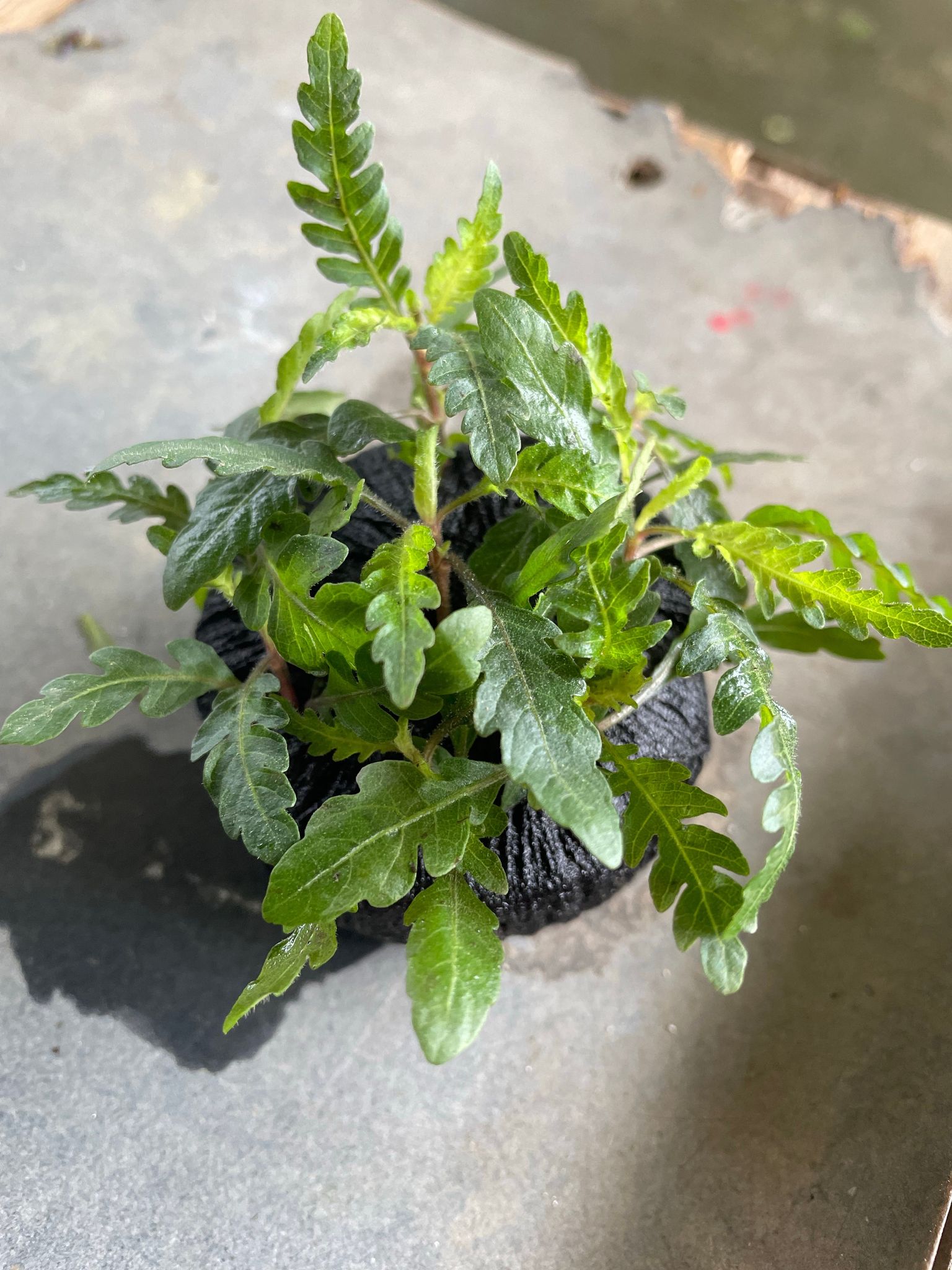 Best Tank Mates and Aquascaping Uses for Hygrophila Pinnatifida