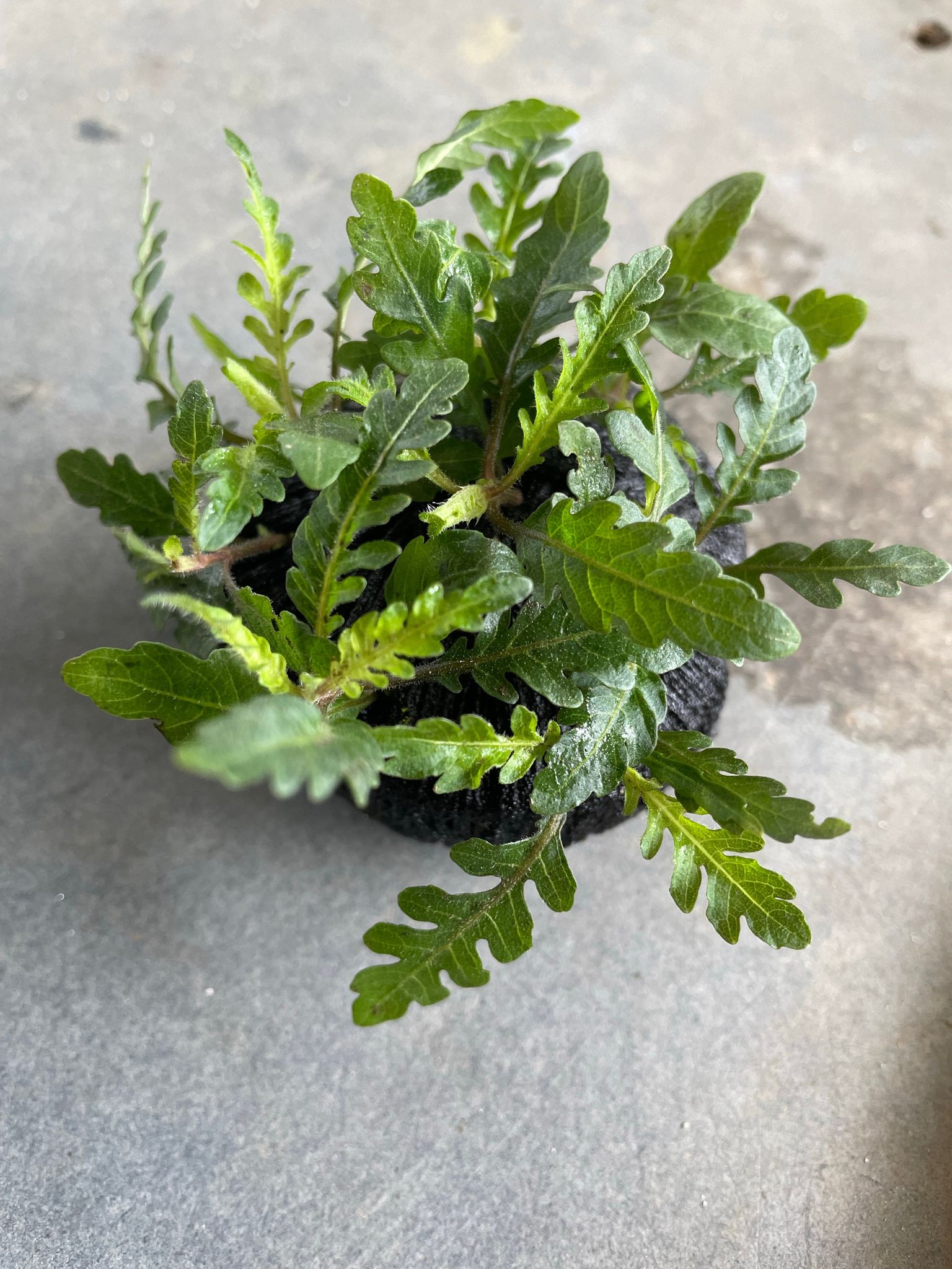 Hygrophila Pinnatifida Wabikusa: Vibrant Aquatic Plant for Stunning Aquascapes