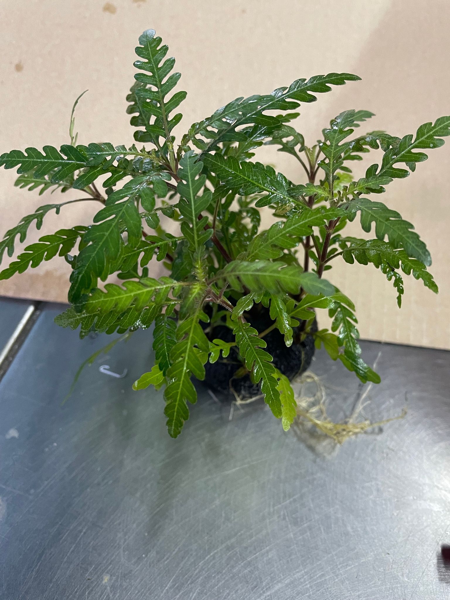 Hygrophila Pinnatifida Wabikusa: Vibrant Aquatic Plant for Stunning Aquascapes