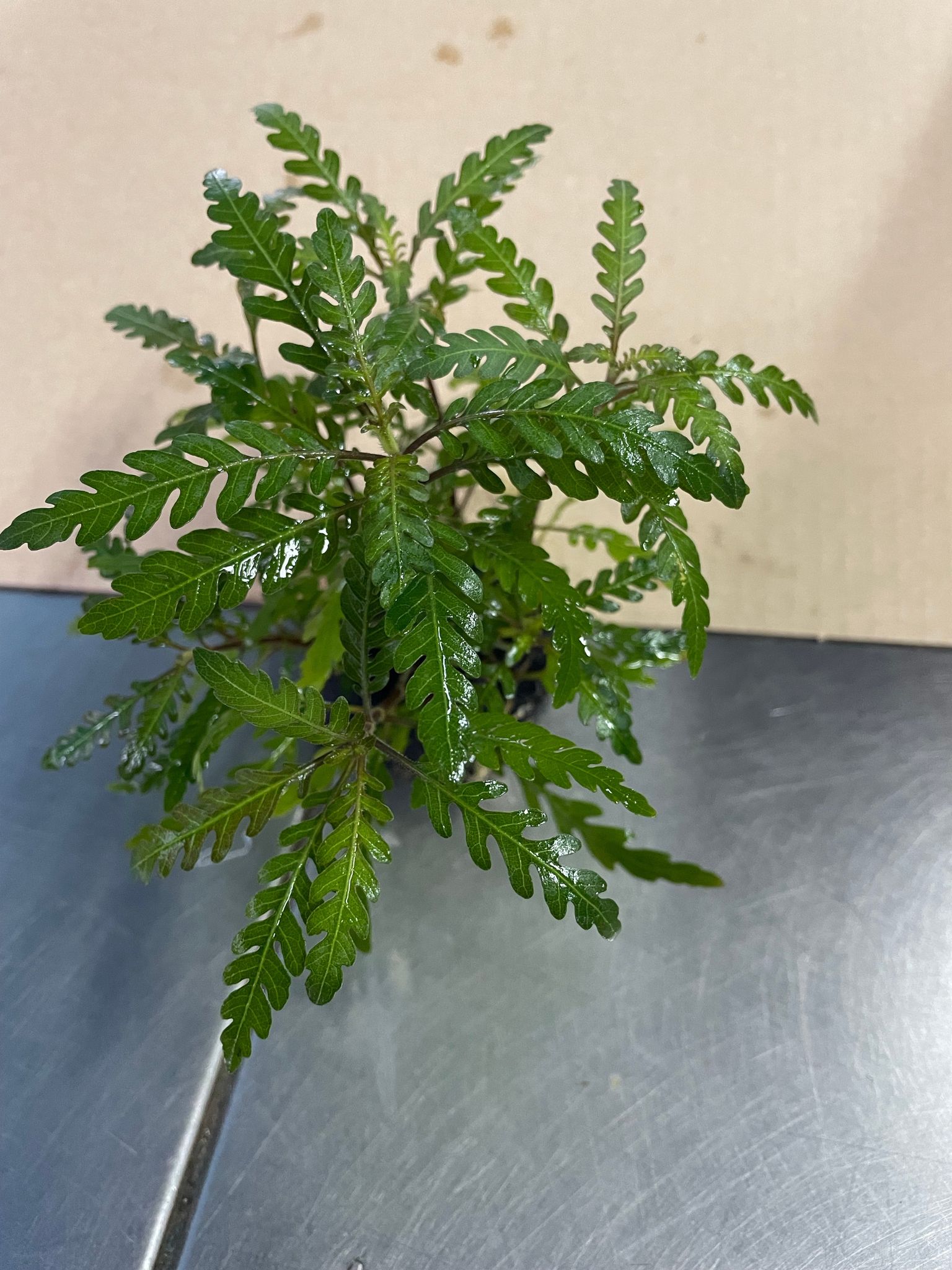 Hygrophila Pinnatifida Wabikusa: Vibrant Aquatic Plant for Stunning Aquascapes