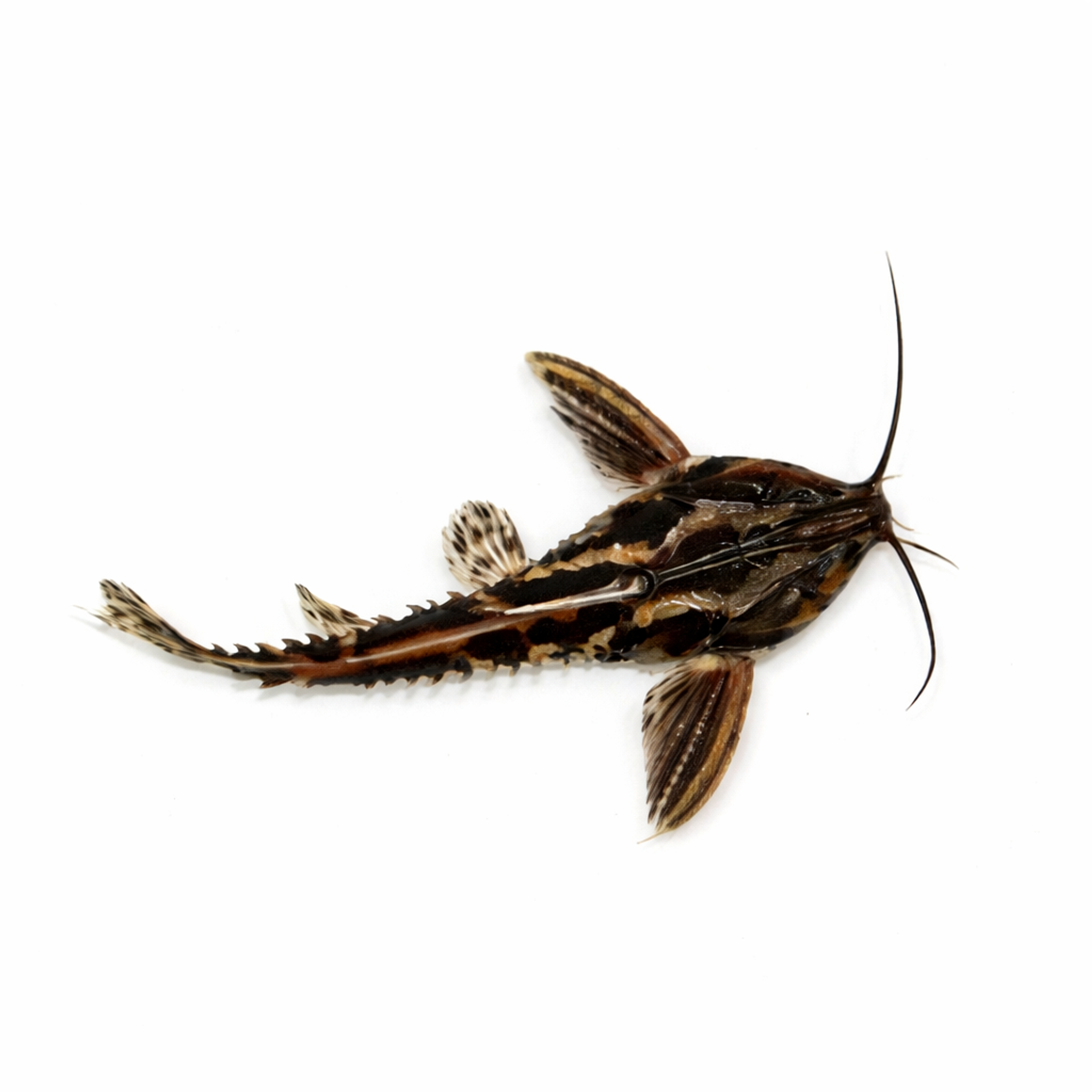 Irwini Catfish (8-10cm)