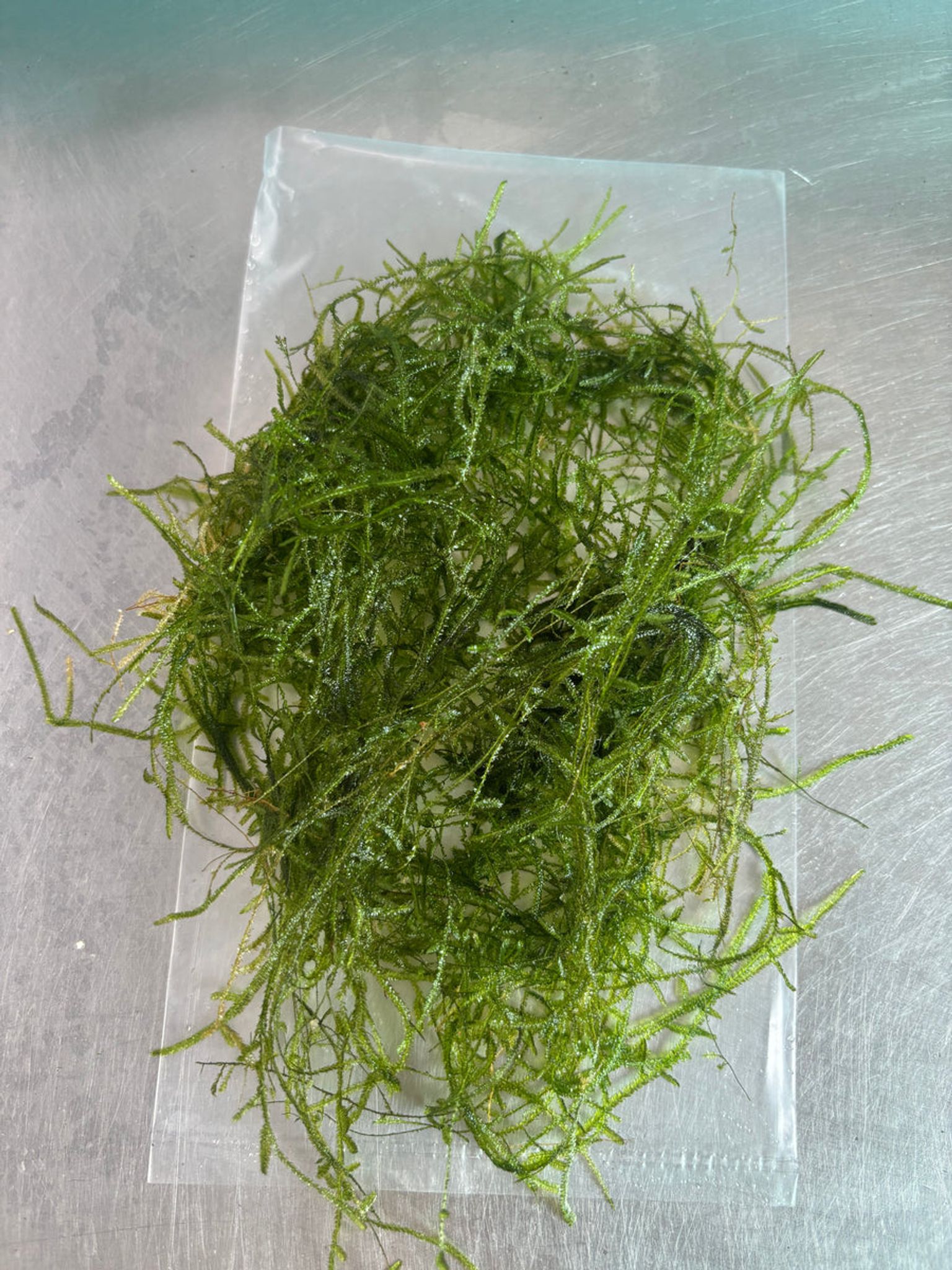Java moss (Vesicularis dubyana)(Packet) - Live Aquarium Moss Plant