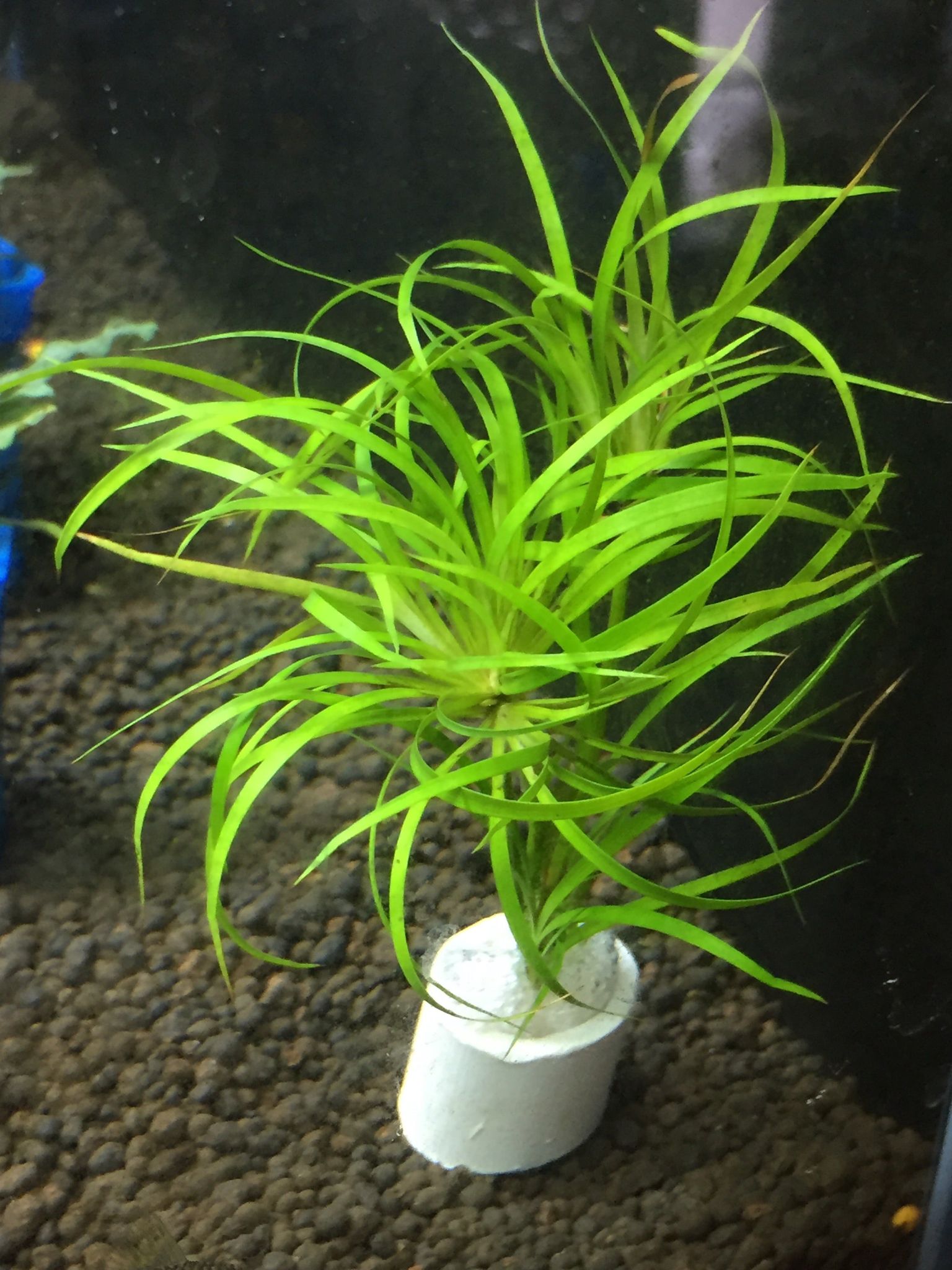 Juncus Repens Live Aquatic Plant: Easy Care, Versatile Red Green Aquascape Grass