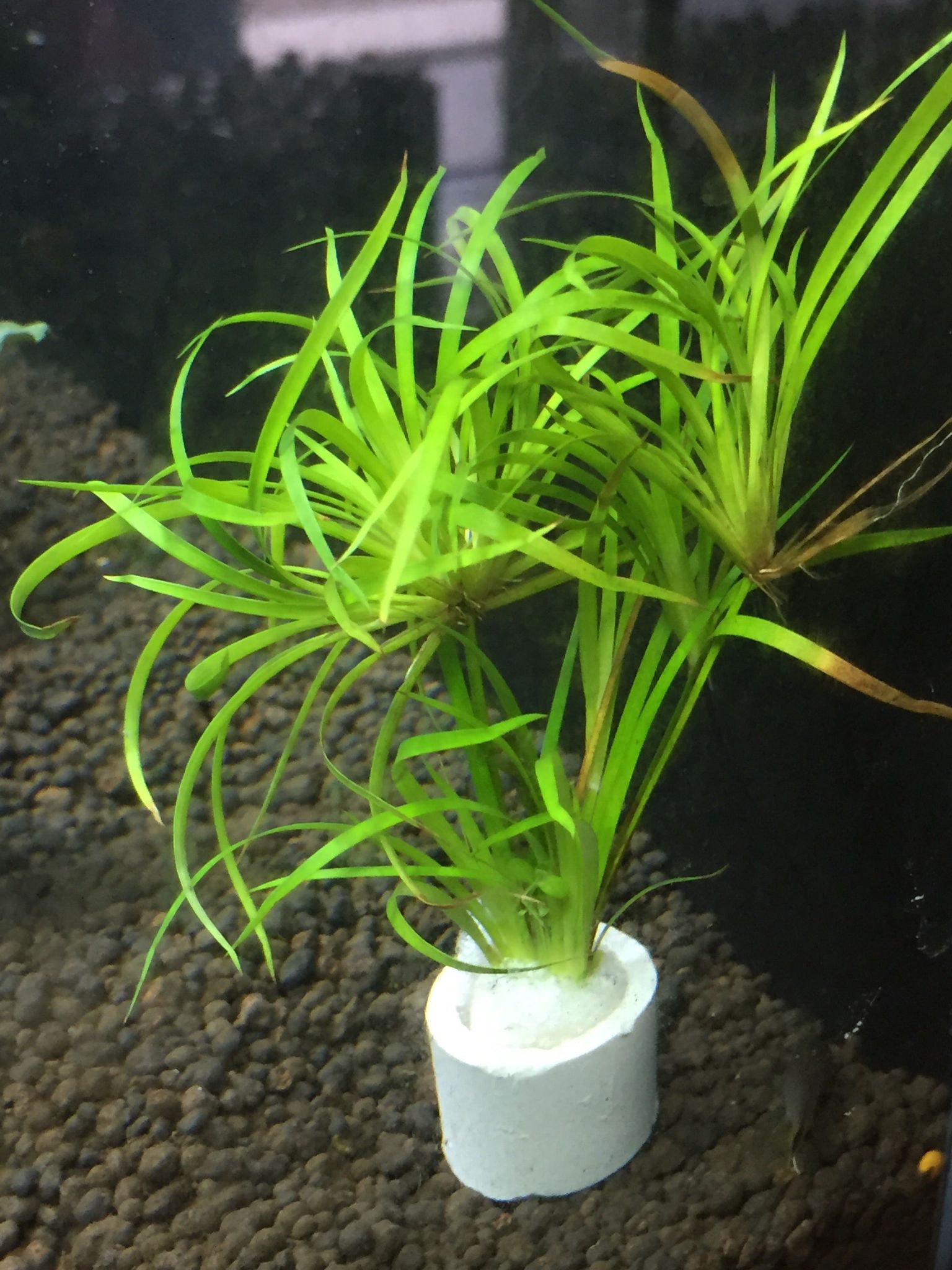 Juncus Repens Live Aquatic Plant: Easy Care, Versatile Red Green Aquascape Grass