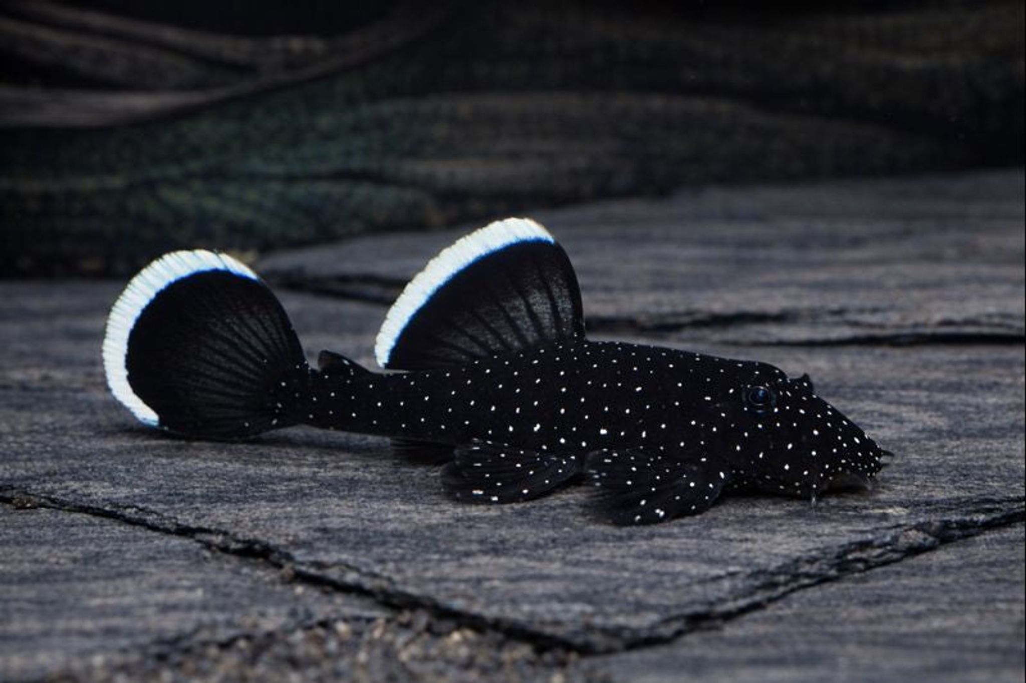 Pleco L183 starlight 1.5cm