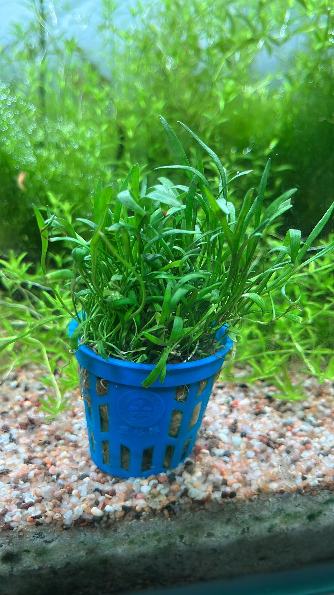 Lilaeopsis Brasiliensis Dwarf Micro Sword Aquarium Plant Carpet Foreground