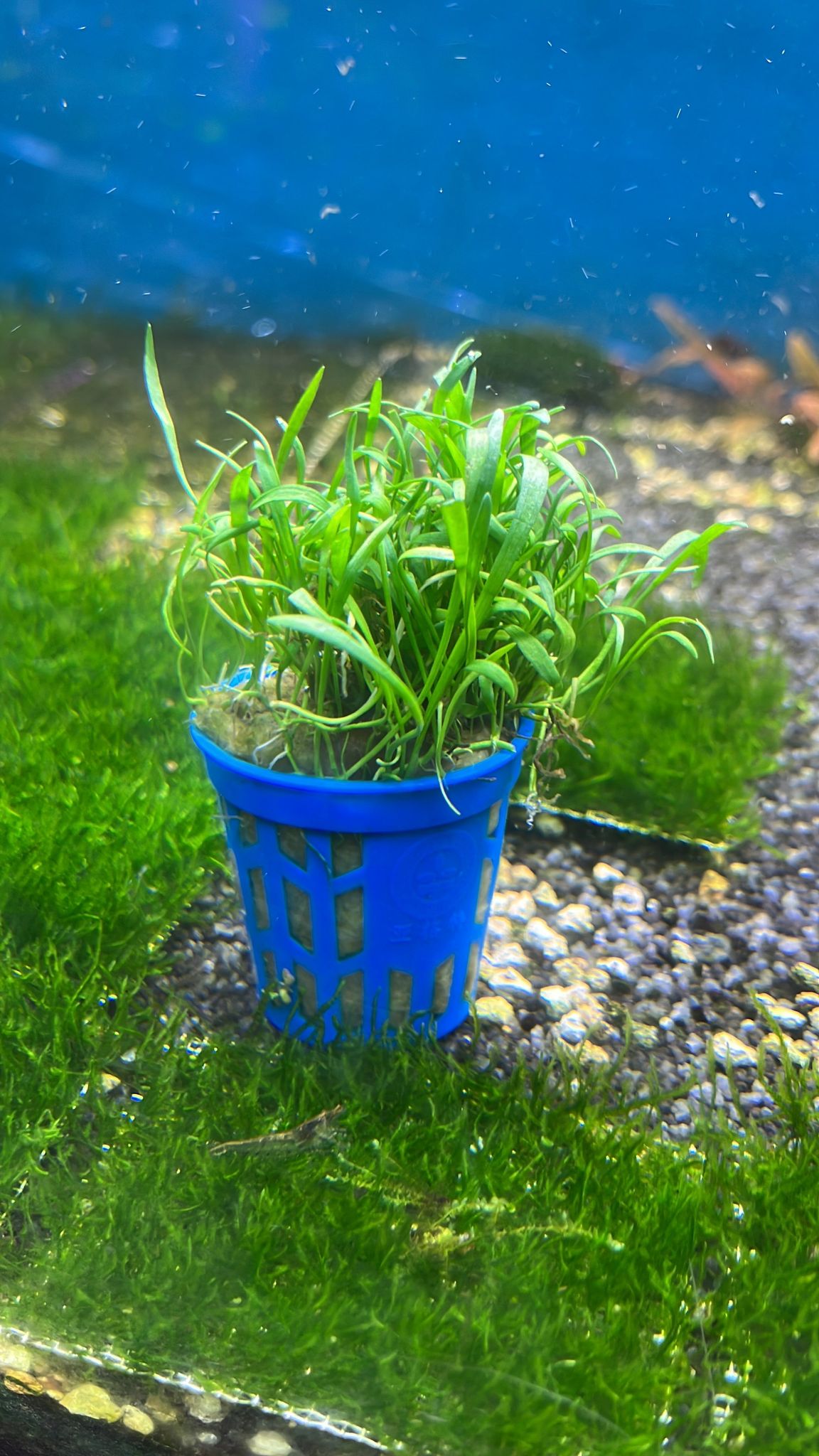 Lilaeopsis Brasiliensis Dwarf Micro Sword Aquarium Plant Carpet Foreground