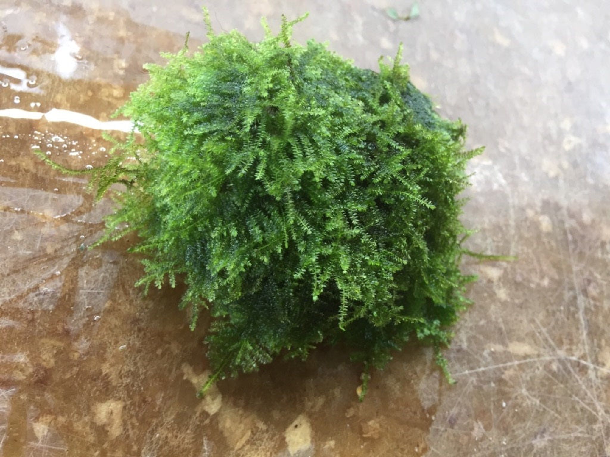 Christmas Moss Care Guide: Light, CO2, Substrate and Growth Tips
