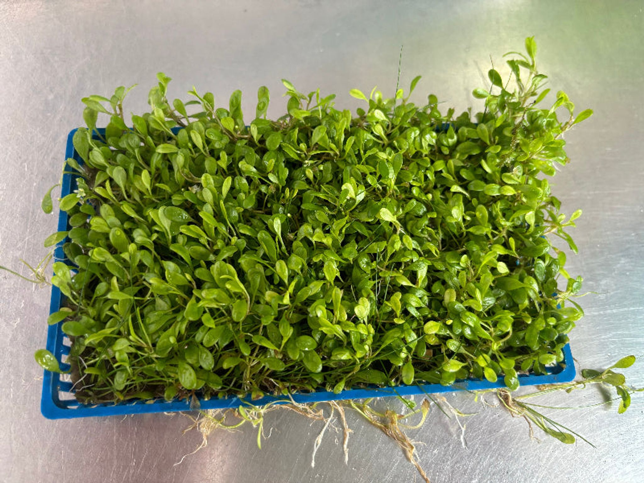 Glossostigma Care Guide: Light, CO2, Substrate and Growth Tips