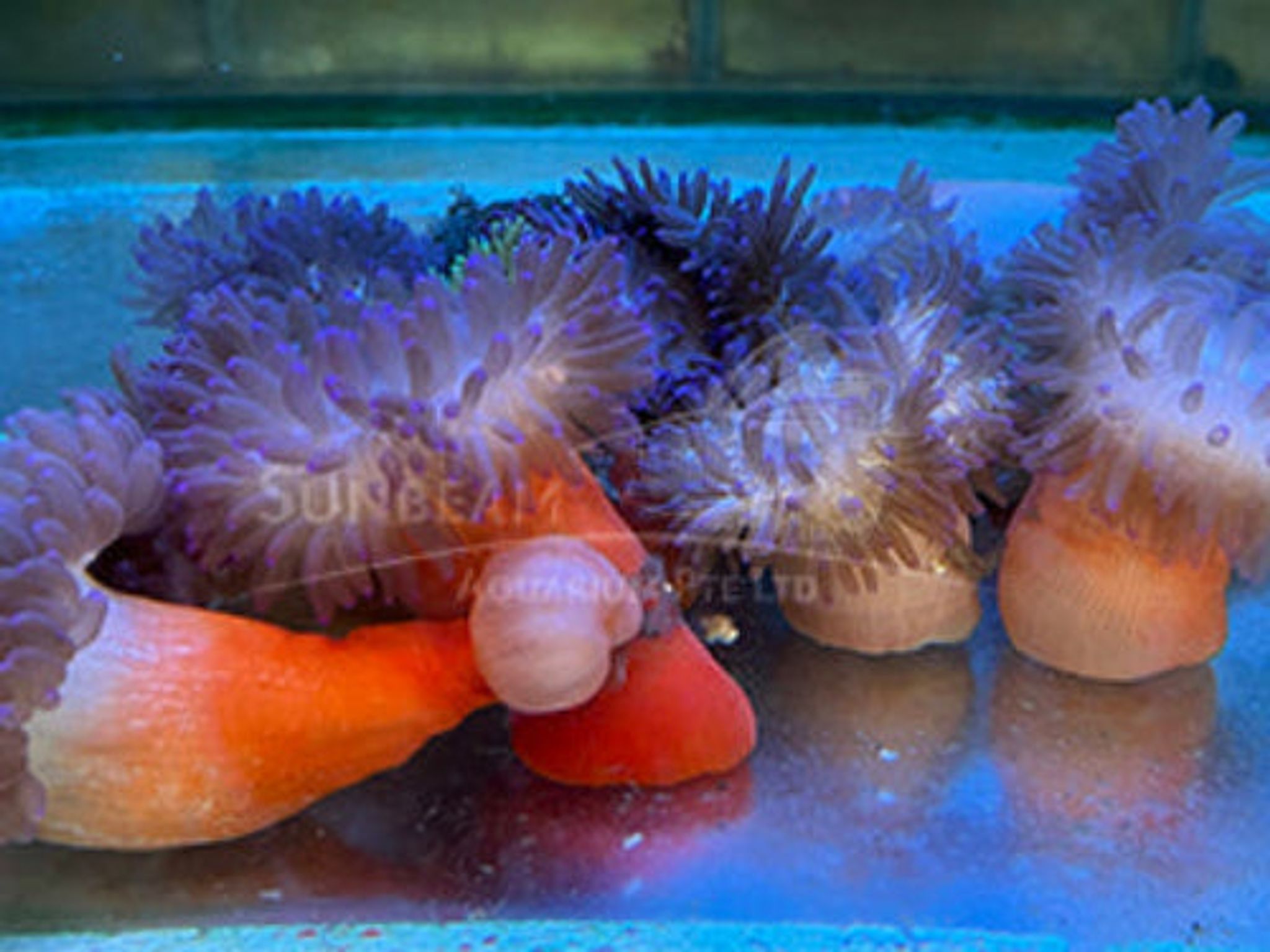 Long tentacle anemone Marine 10-20cm