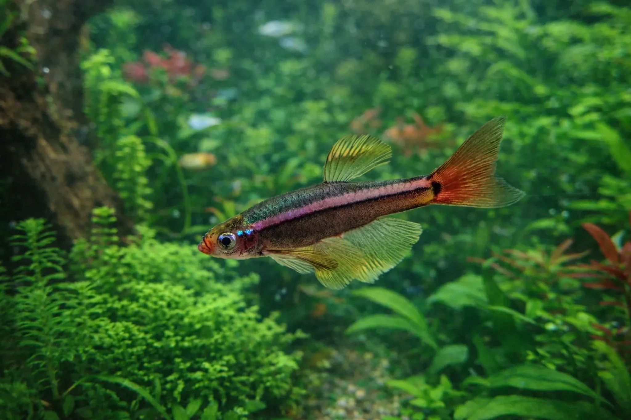 What Do White Cloud Mountain Minnow Eat? A Practical Feeding Guide