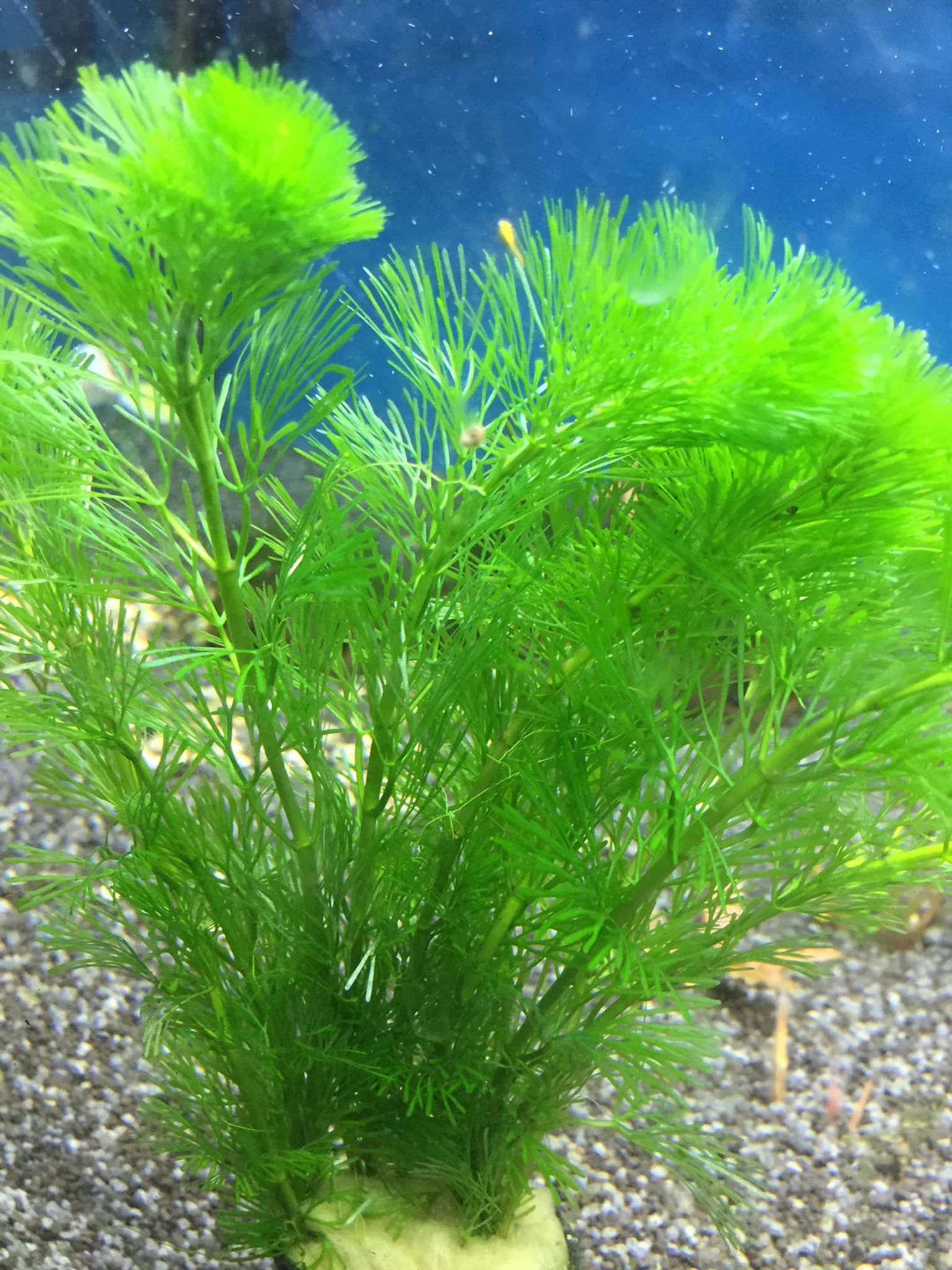 Lush Cabomba Caroliniana Live Aquarium Plant – Fine Leaf Background