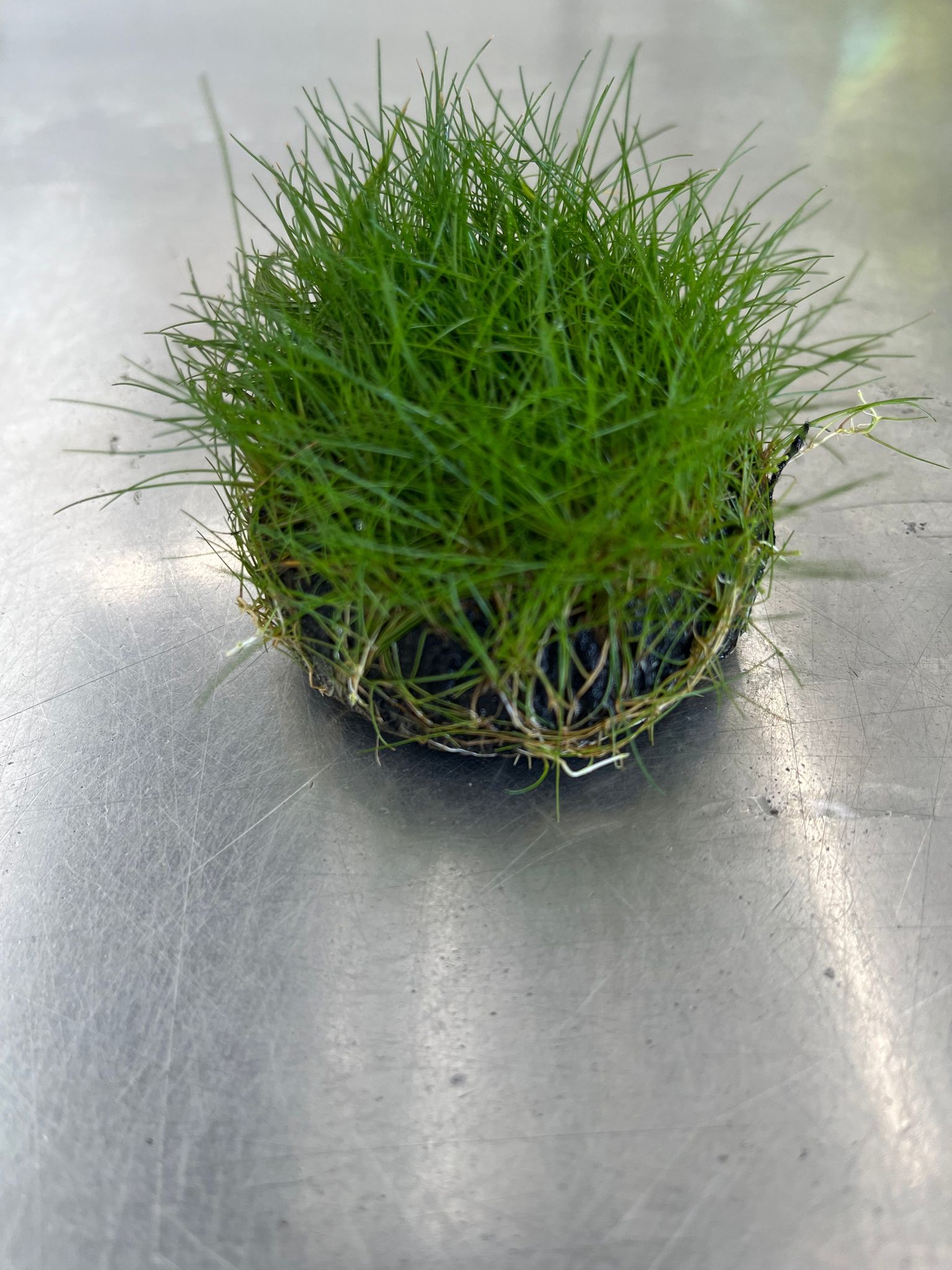 Dwarf Hairgrass Care Guide: Light, CO2, Substrate and Growth Tips