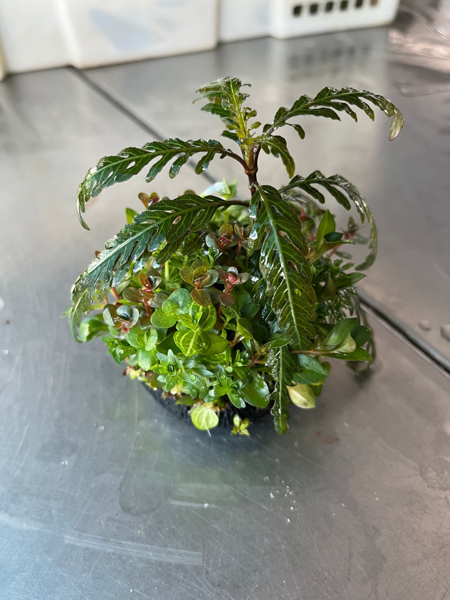 Lush Mixed Wabi-Kusa Aquatic Plant Ball for Stunning Aquascapes